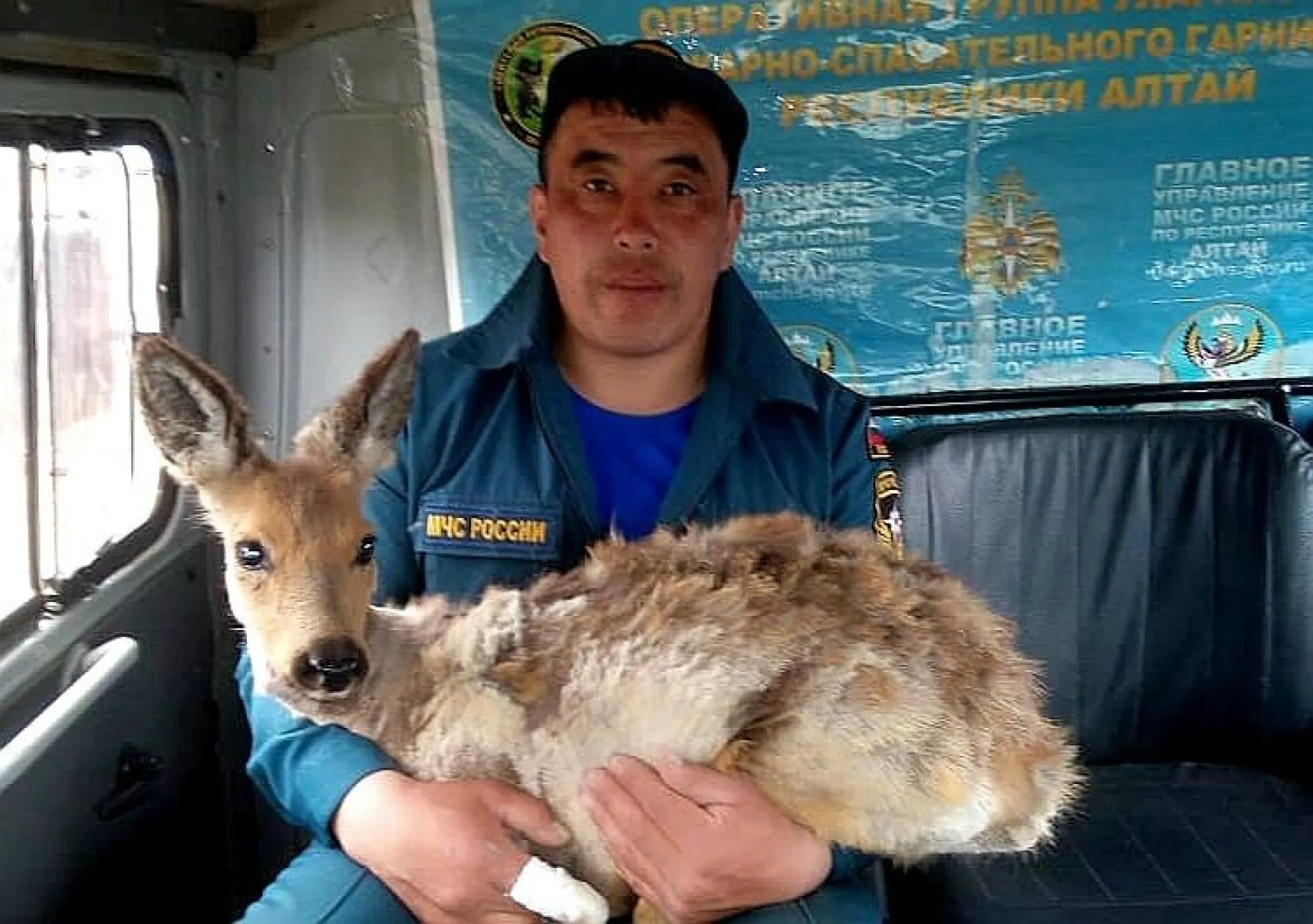 Алтайские пожарные спасли косулю от стаи собак Алтайские пожарные спасли косулю от стаи собак
