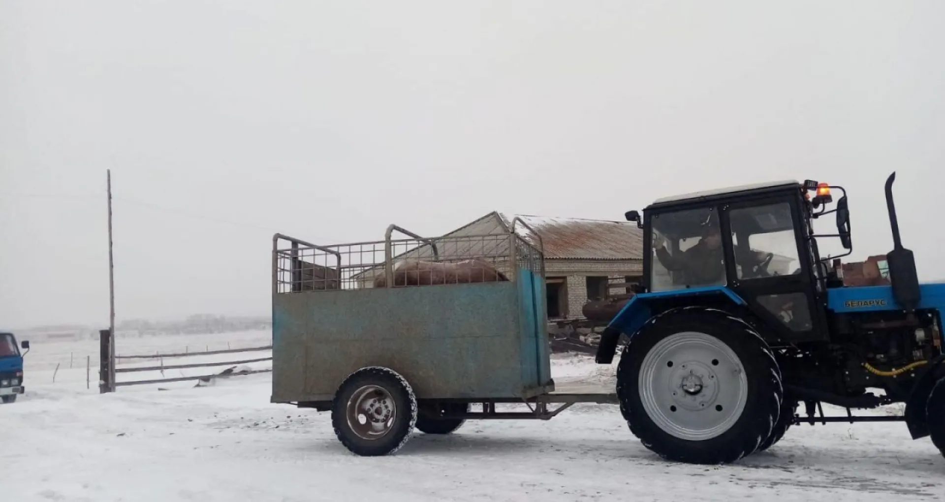 Спасённую в Краснощековском районе лошадь перевезли в Барнаул Спасённую в Краснощековском районе лошадь перевезли в Барнаул