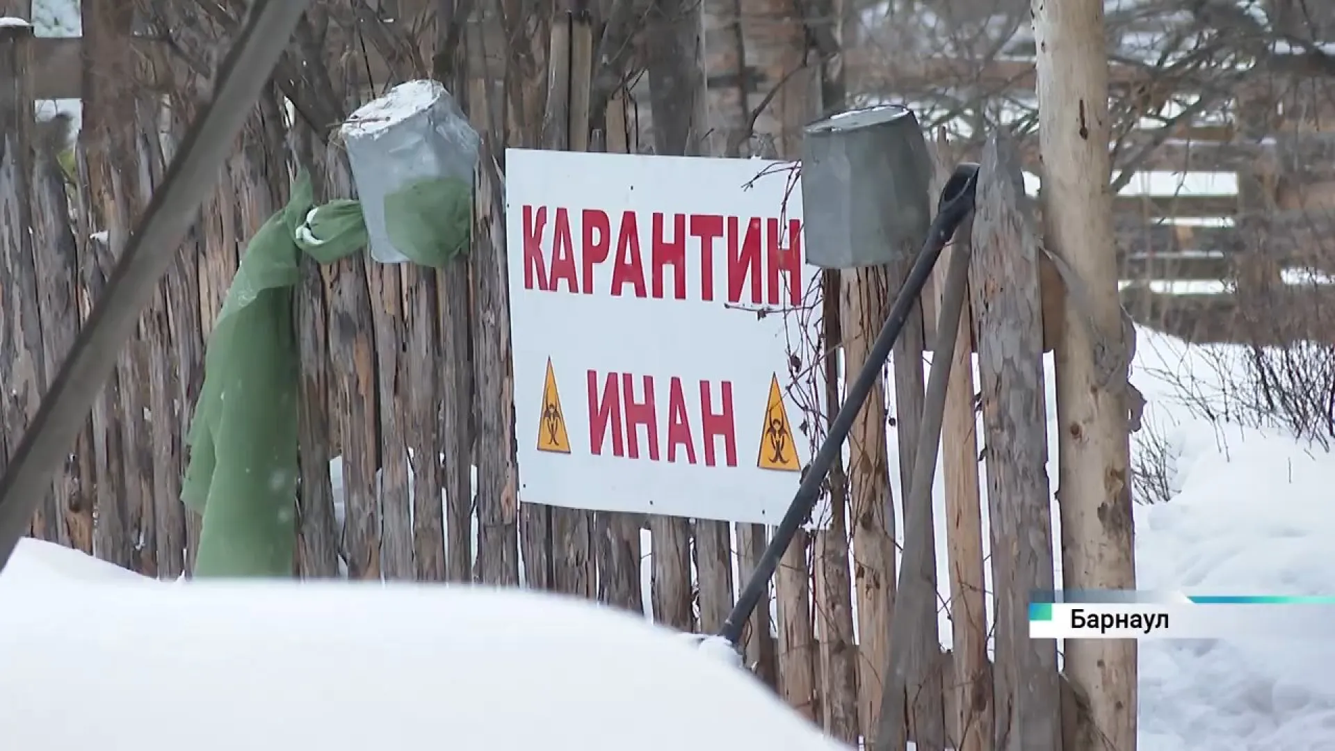 В хозяйстве под Барнаулом действует карантин из-за ИНАН – опасной болезни лошадей В хозяйстве под Барнаулом действует карантин из-за ИНАН – опасной болезни лошадей