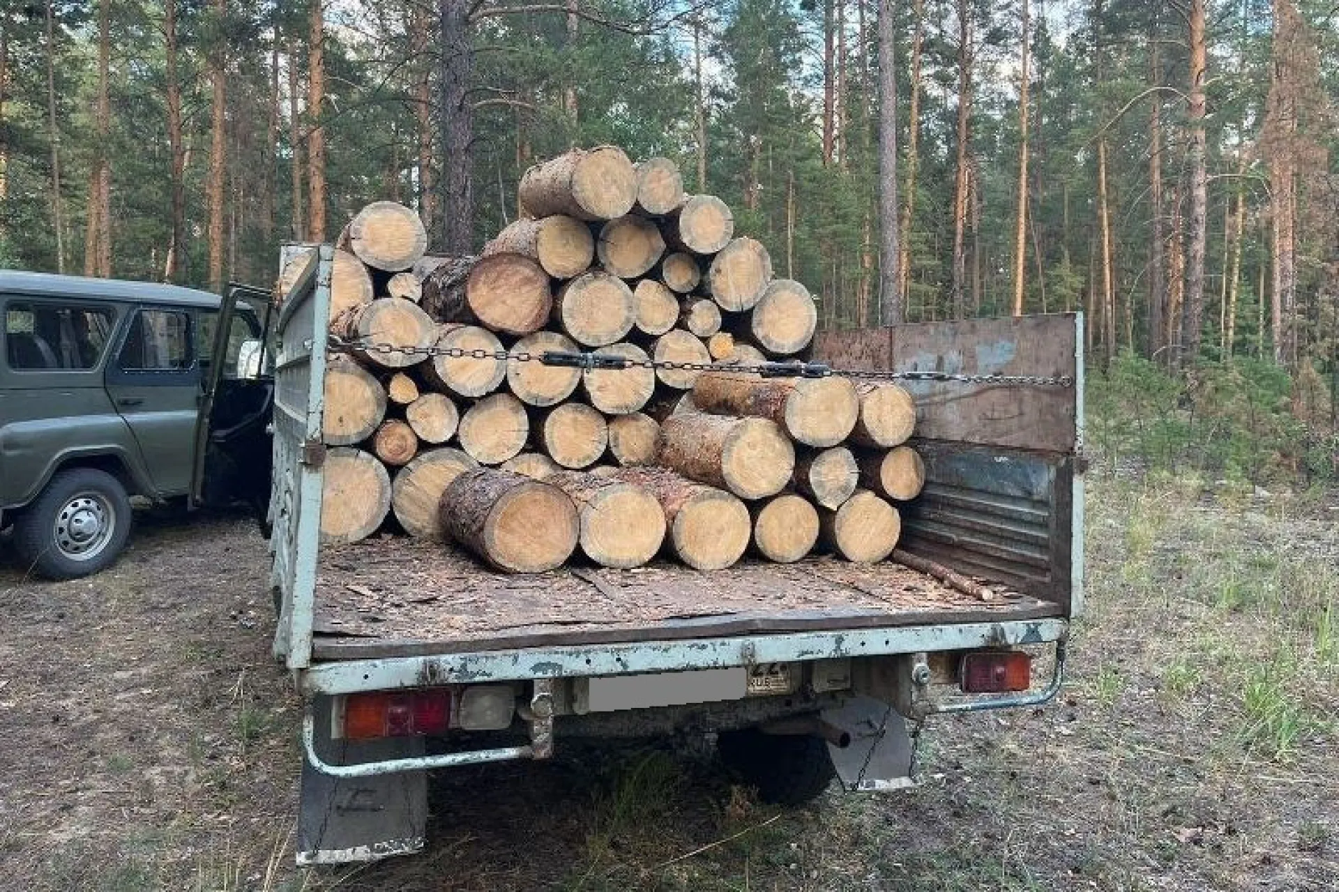 В Рубцовске полицейские поймали лесного вредителя