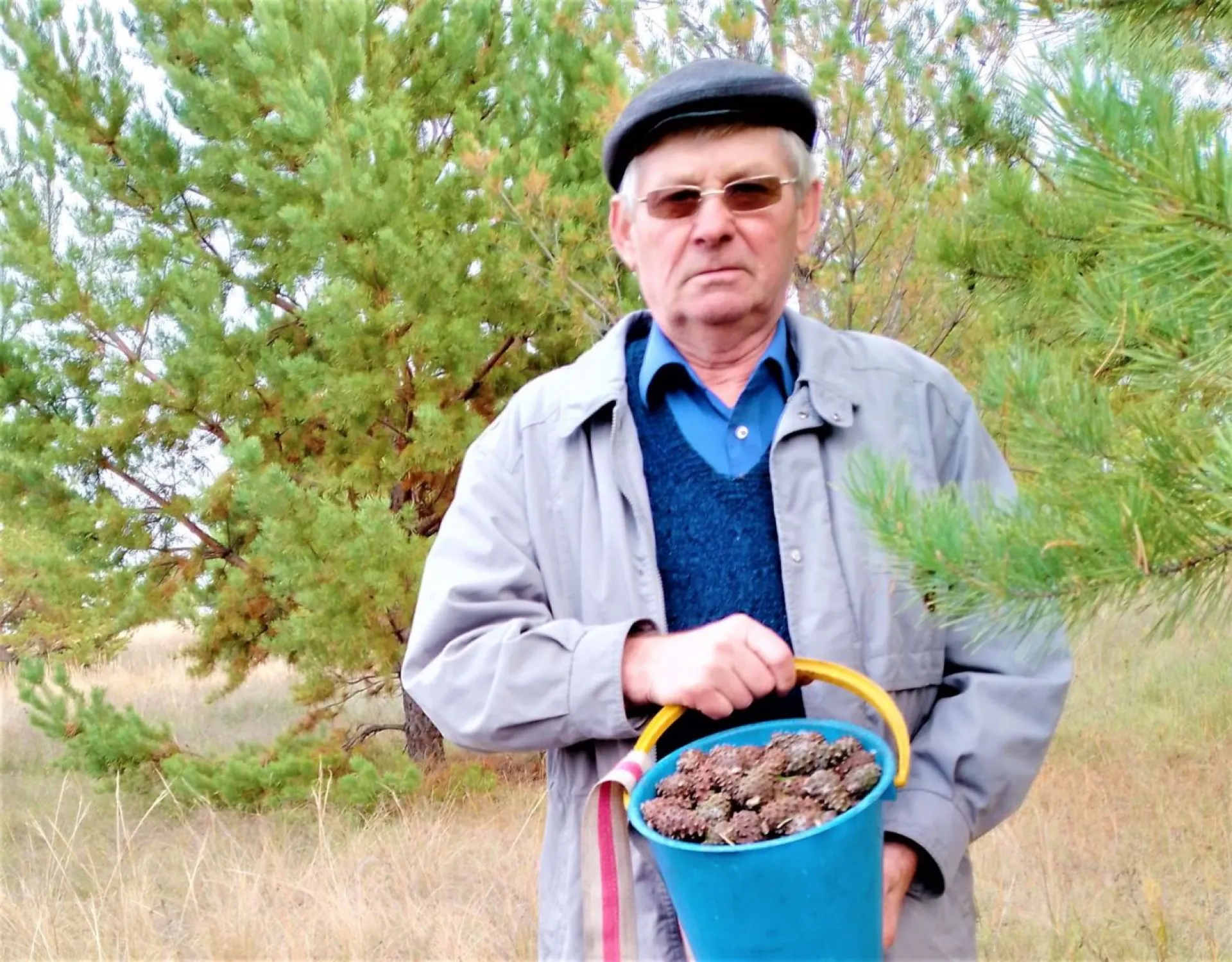 Больше тонны шишек собрал пенсионер в Алтайском крае