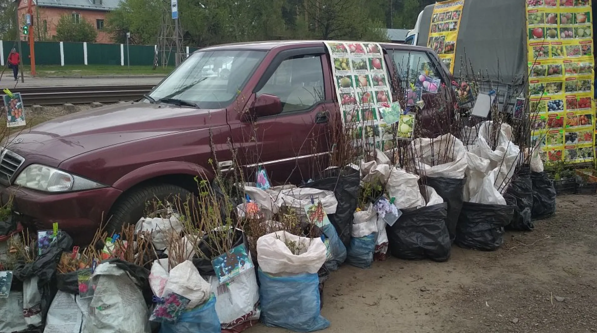Саженцы незаконно продавали в Барнауле
