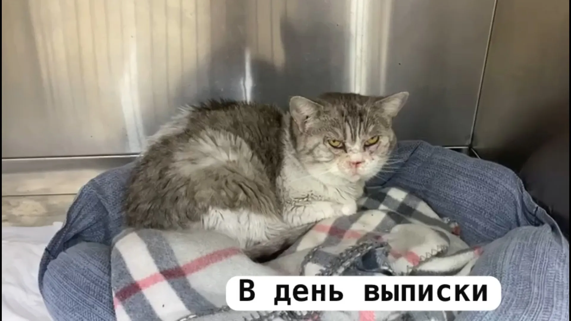 Кошек, пострадавших от пожара в приюте для животных в Барнауле, выписывают из ветеринарной клиники