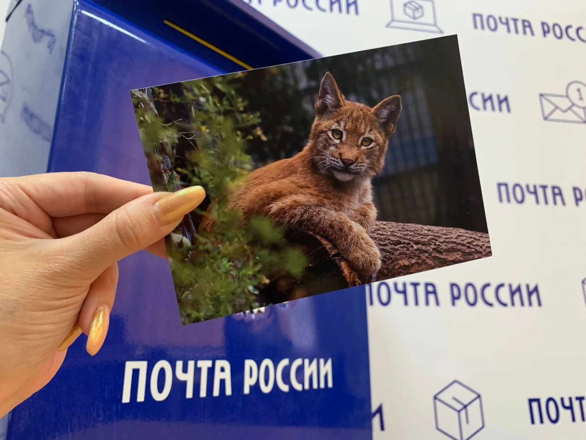 Барнаульцы смогут бесплатно отправить открытки в любую точку России Барнаульцы смогут бесплатно отправить открытки в любую точку России