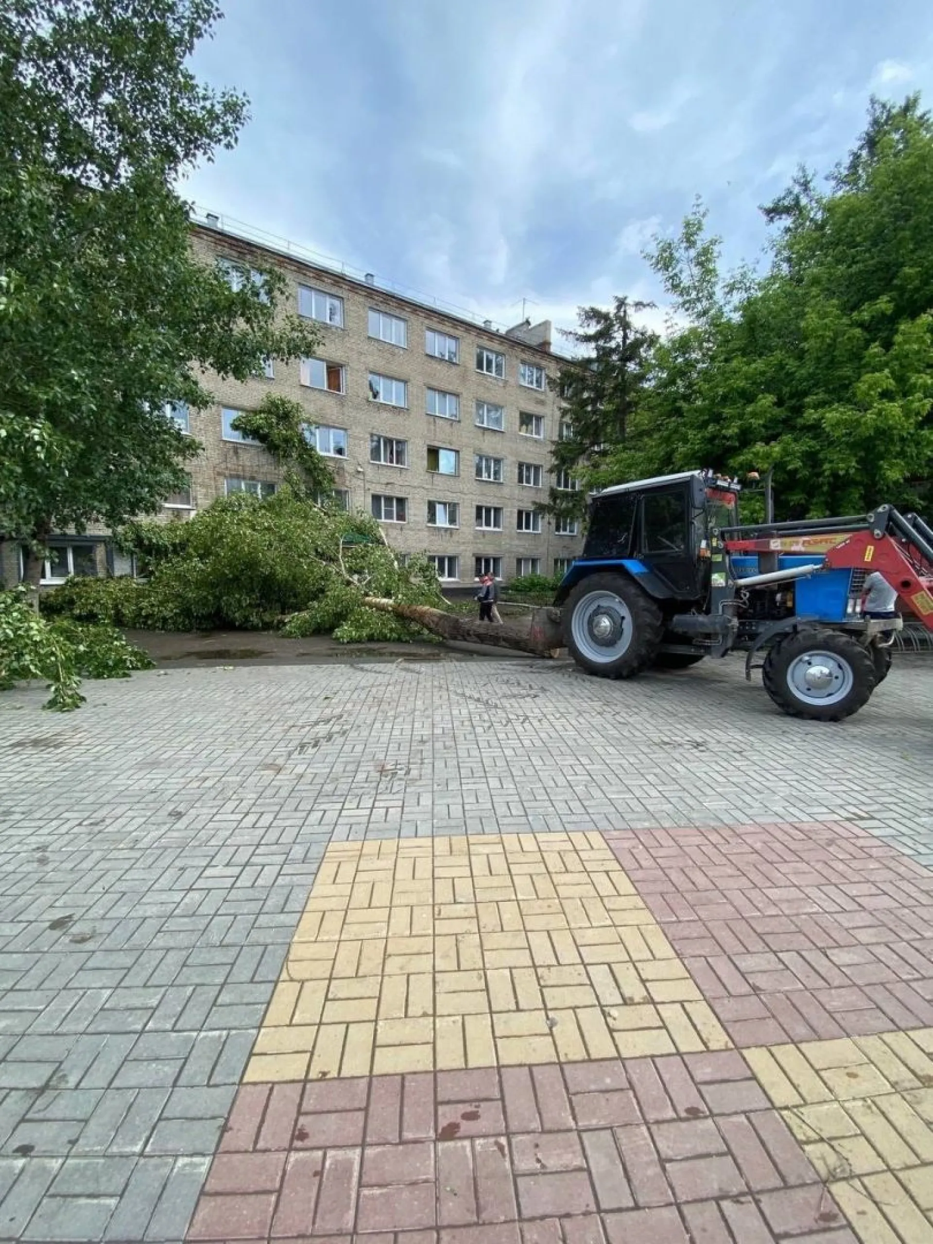 Огромный тополь упал возле общежития аграрного университета в Барнауле