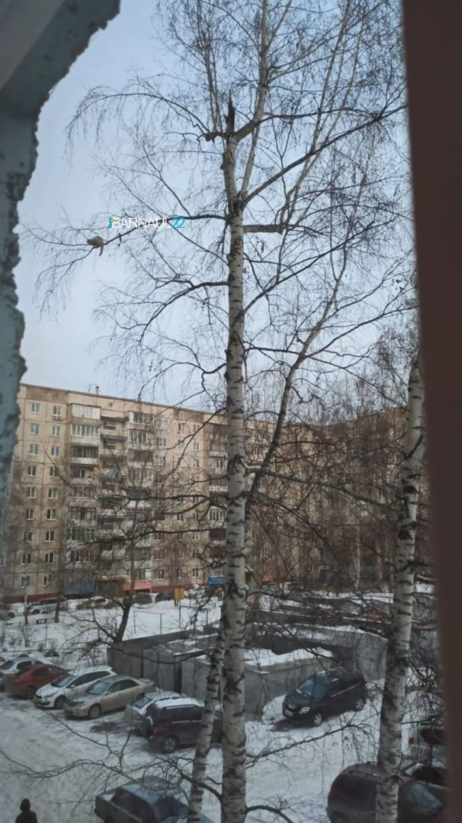 Котик второй день не слезает с верхушки дерева в Барнауле Котик второй день не слезает с верхушки дерева в Барнауле