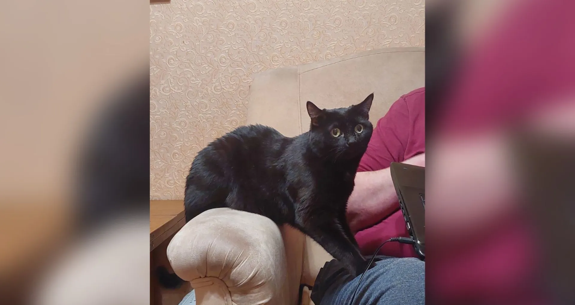 Кошка, которая больше не гуляет сама по себе. Сибиряк с помощью суда запретил хвостатой соседке передвигаться по квартире Кошка, которая больше не гуляет сама по себе. Сибиряк с помощью суда запретил хвостатой соседке передвигаться по квартире