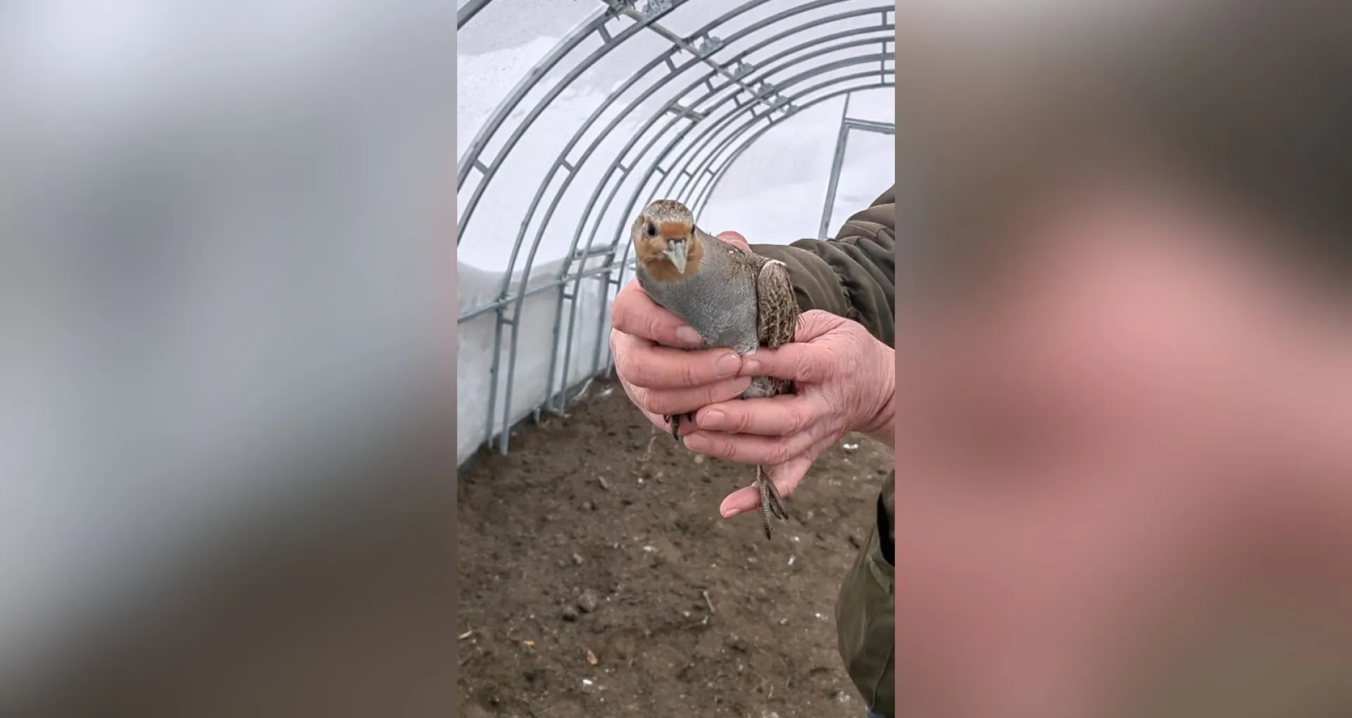 В барнаульском зоопарке поселились 10 куропаток