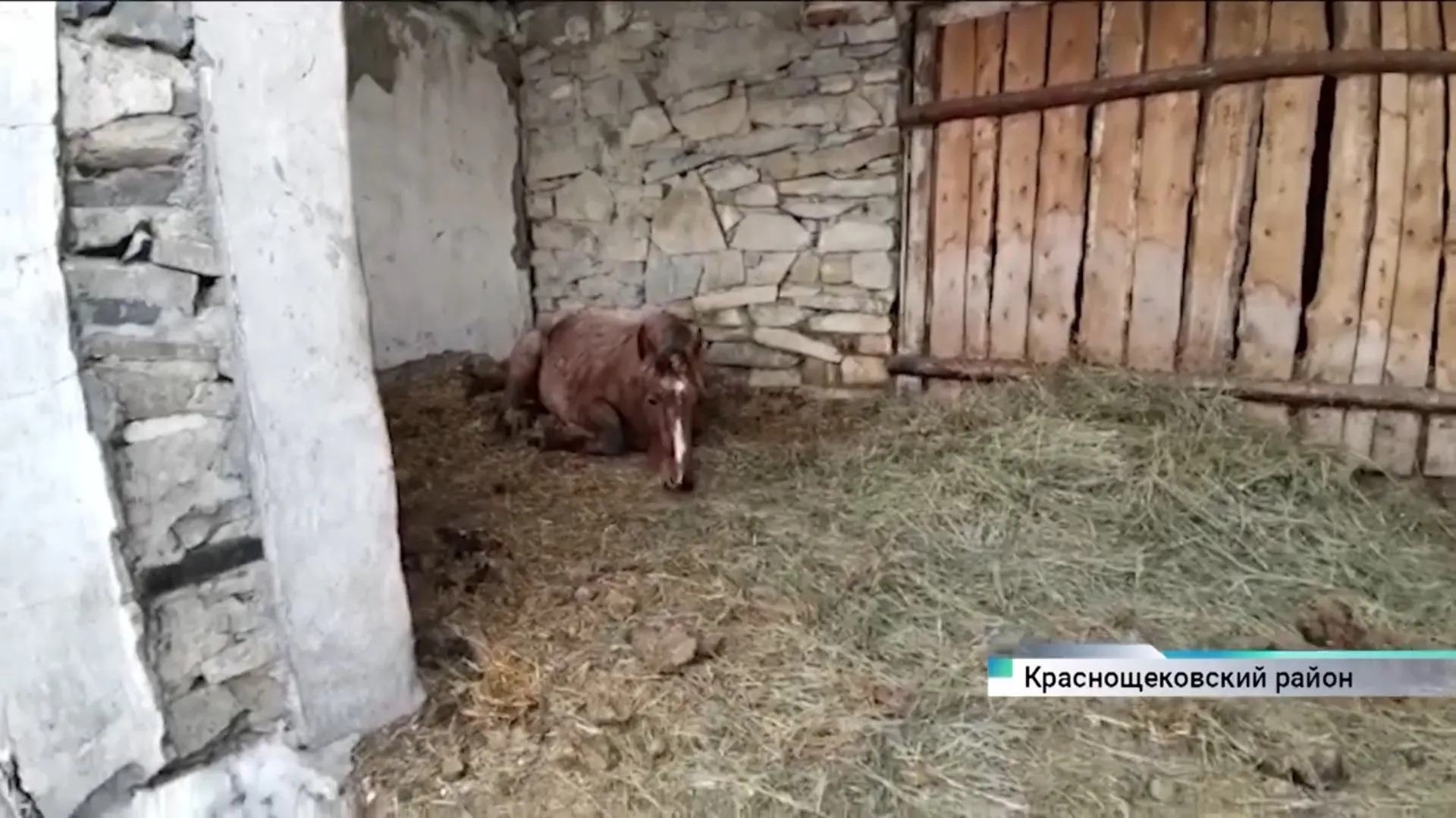 Какая судьба ждёт лошадь, которая неделю простояла с открытым перелом ноги в поле в Краснощековском районе Какая судьба ждёт лошадь, которая неделю простояла с открытым перелом ноги в поле в Краснощековском районе
