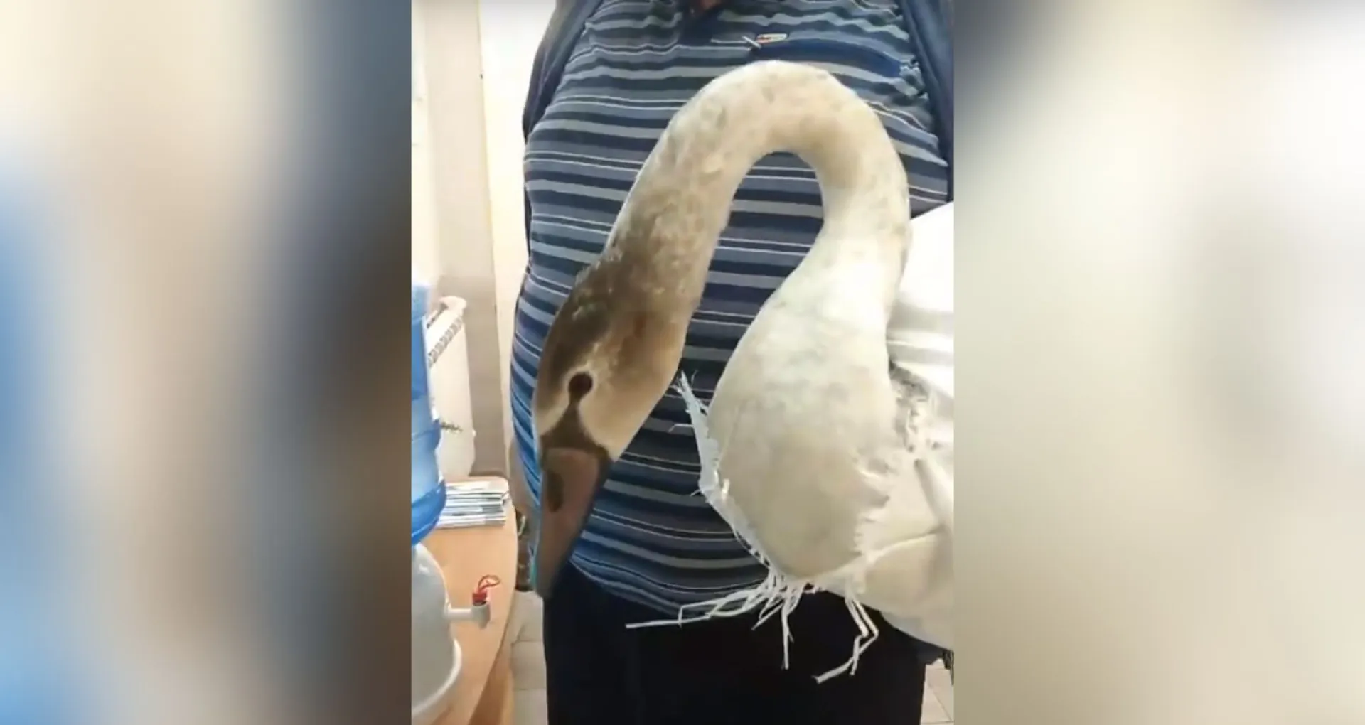 Двух лебедей-кликунов из Баевского района доставили в Барнаул Двух лебедей-кликунов из Баевского района доставили в Барнаул