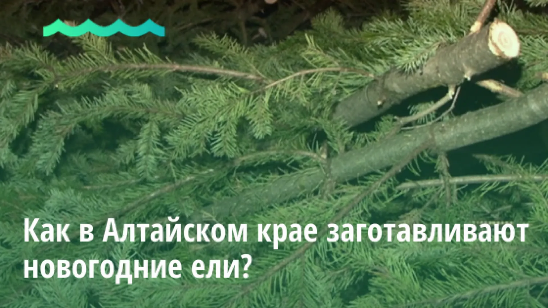 Видео: как в Алтайском крае заготавливают новогодние ели