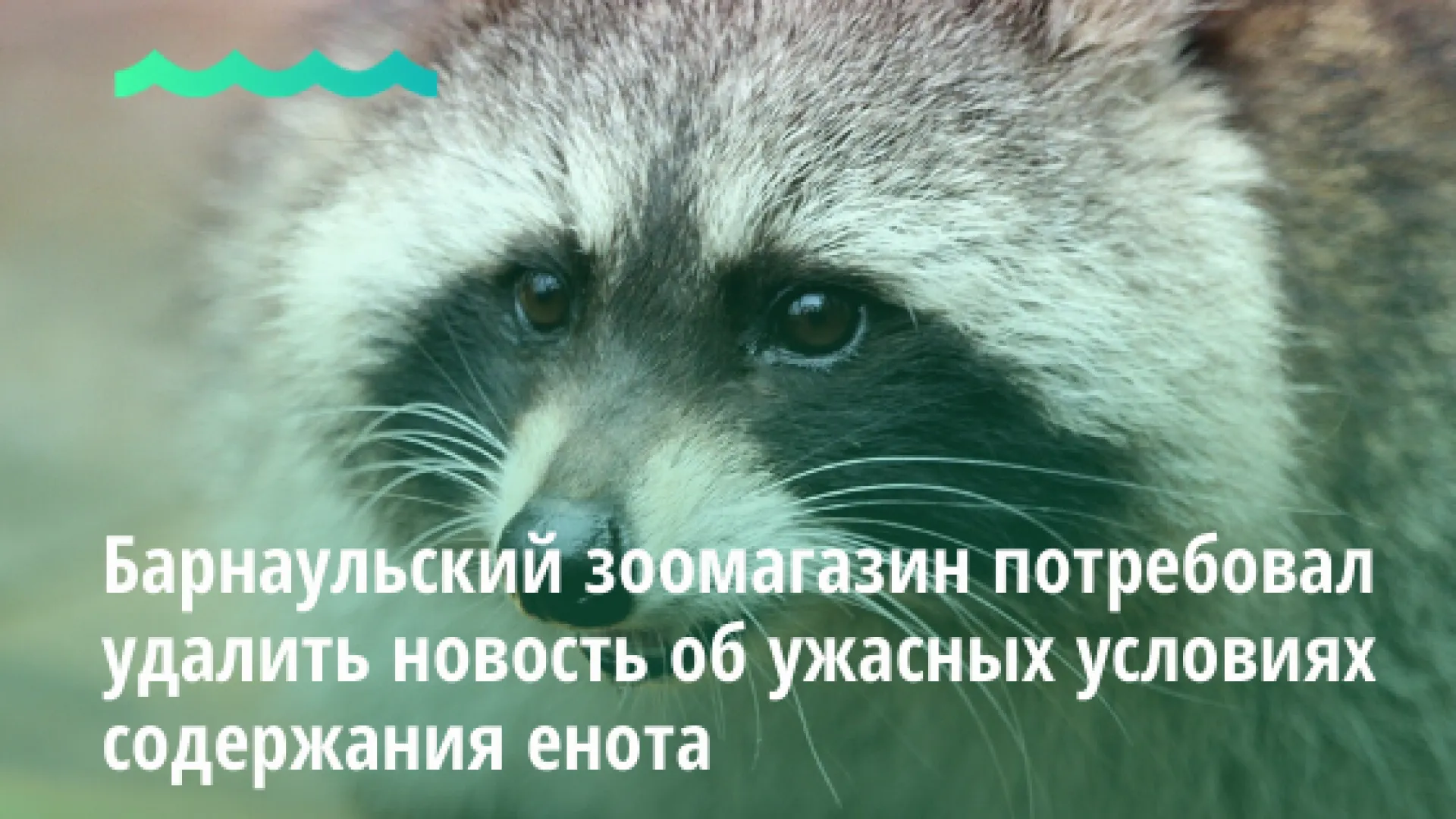 Барнаульский зоомагазин потребовал удалить новость об ужасных условиях содержания енота