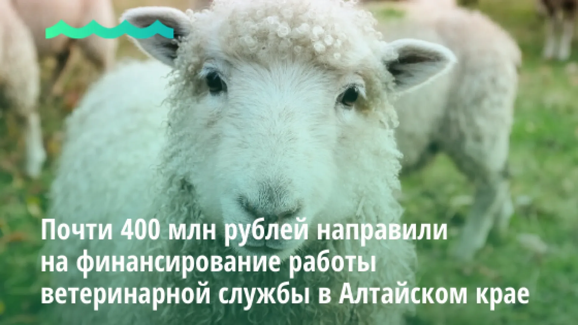 Почти 400 млн рублей направили на финансирование работы ветеринарной службы в Алтайском крае