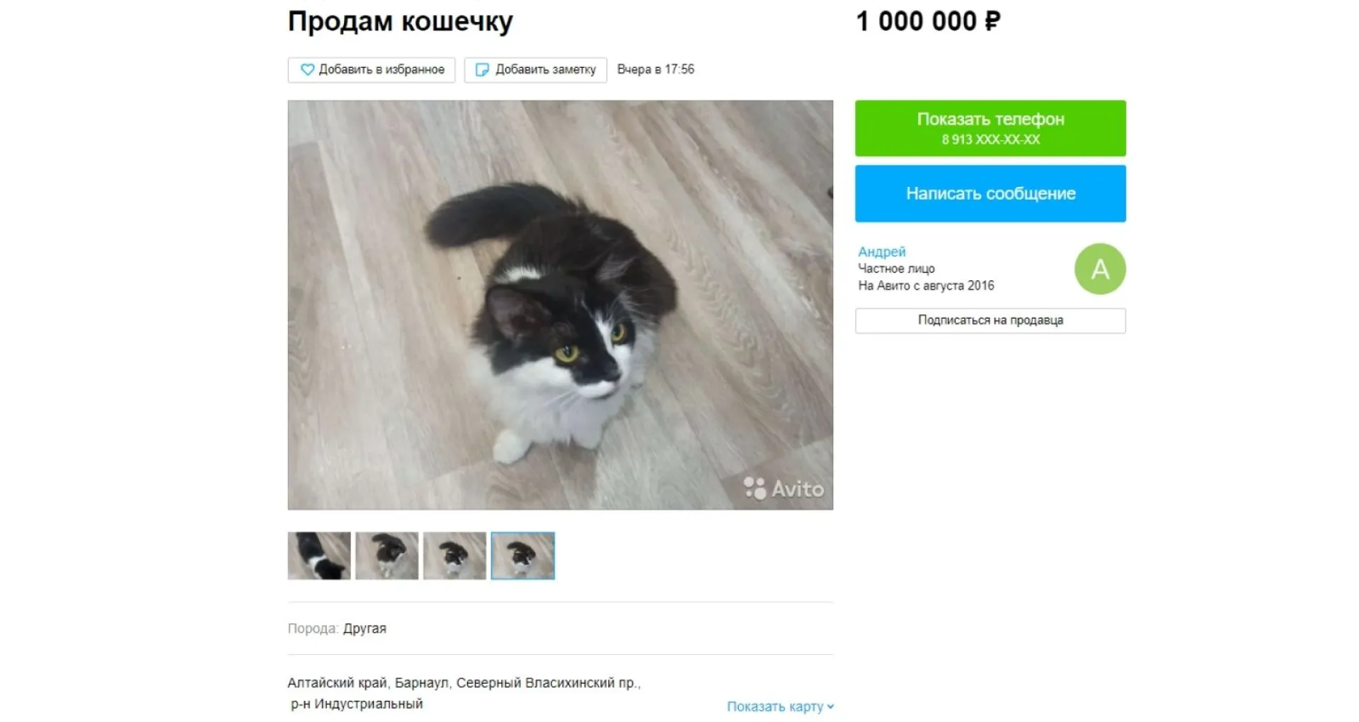 В Барнауле выставили на продажу кошечку за миллион рублей