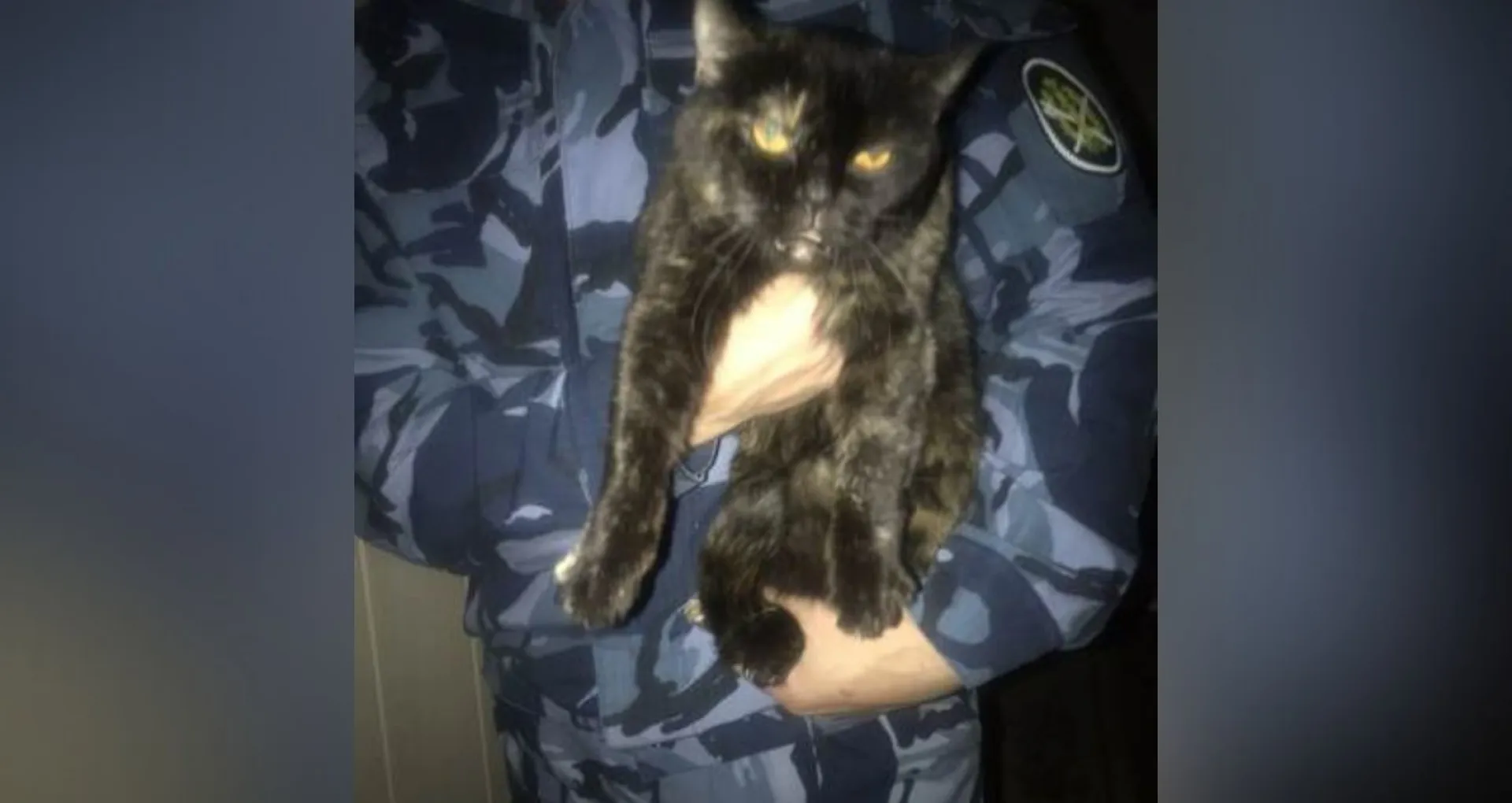 В исправительной колонии поймали кота, который пытался пронести наркотики