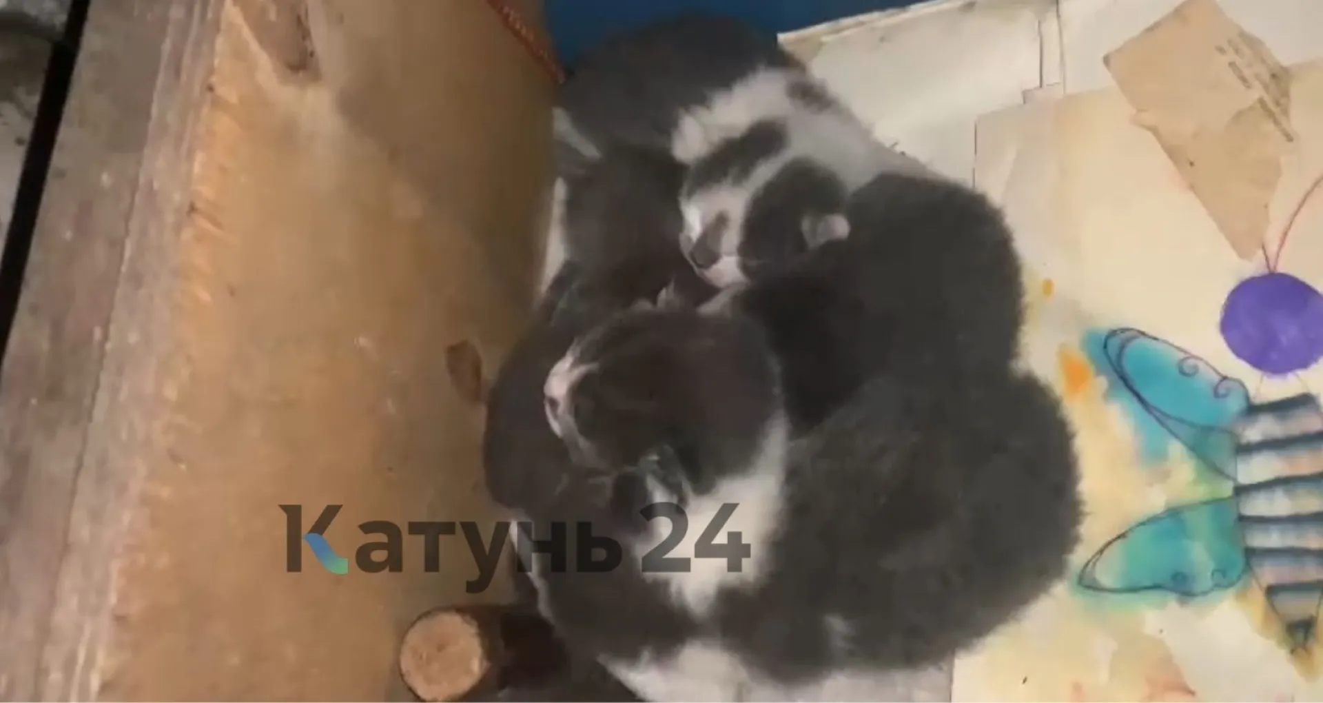 Барнаульская пенсионерка приютила бездомных котов в подвале жилого дома