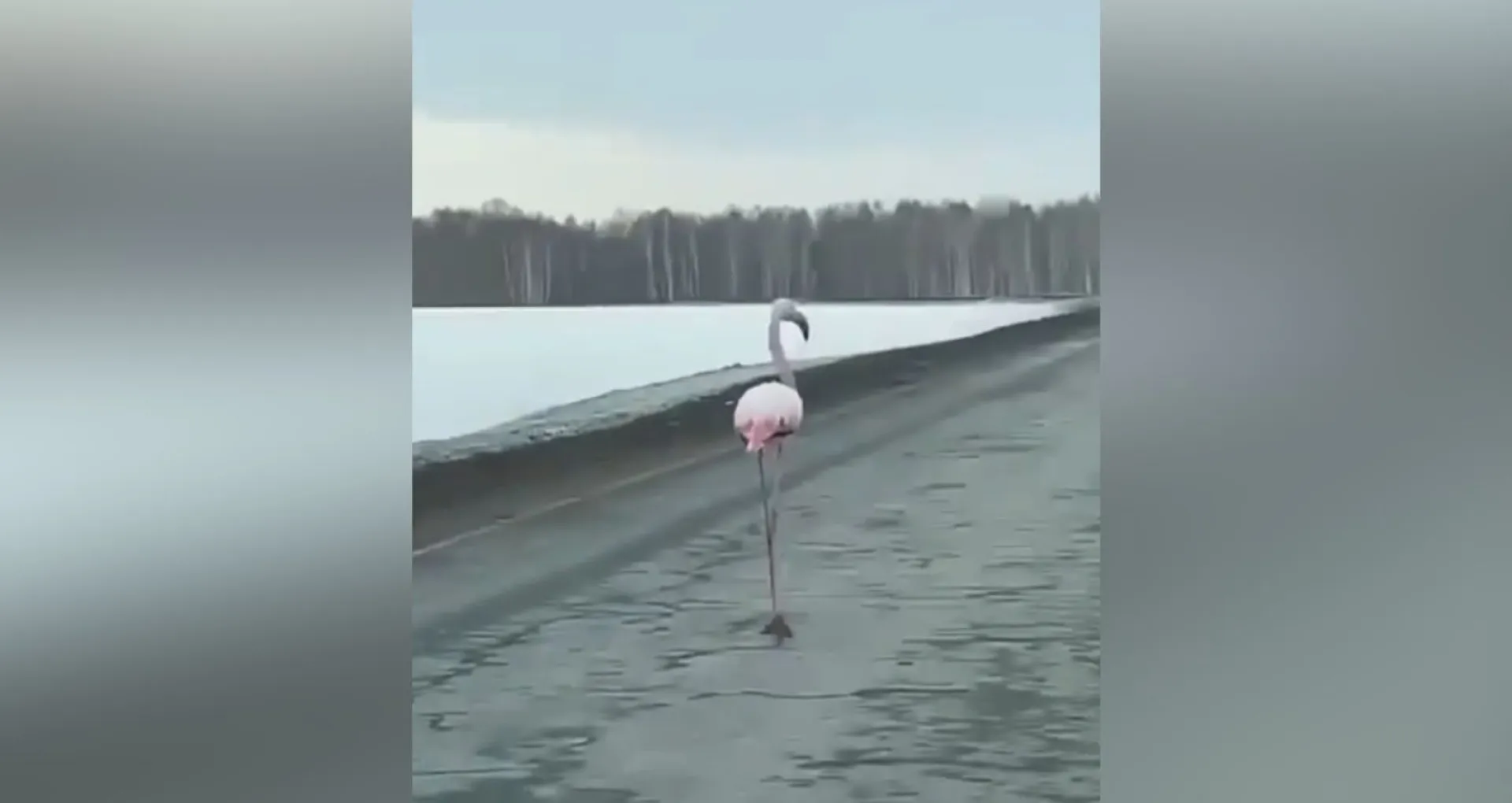 Водители заметили под Тюменью фламинго