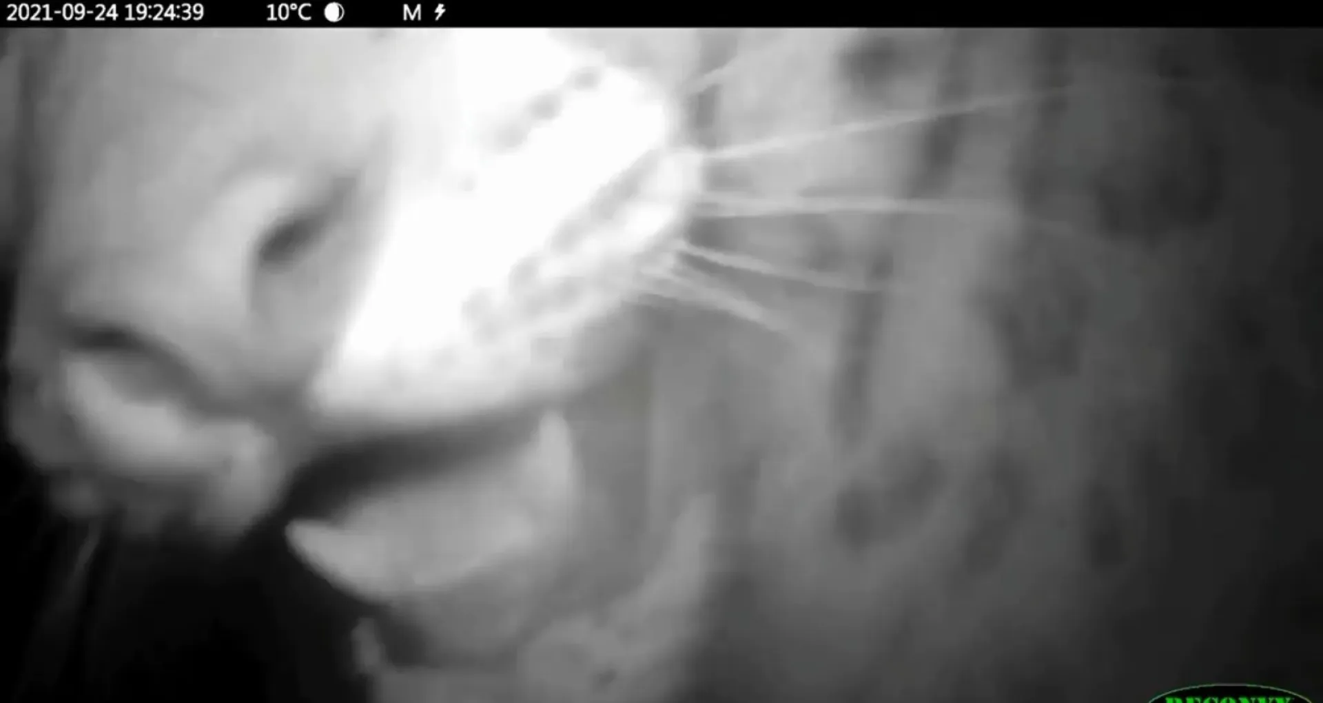 Котята снежного барса поиграли с фотоловушкой в Саяно-Шушенском заповеднике Котята снежного барса поиграли с фотоловушкой в Саяно-Шушенском заповеднике