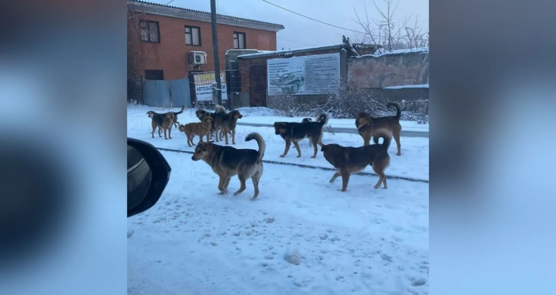 Жители алтайских городов жалуются на своры бездомных собак