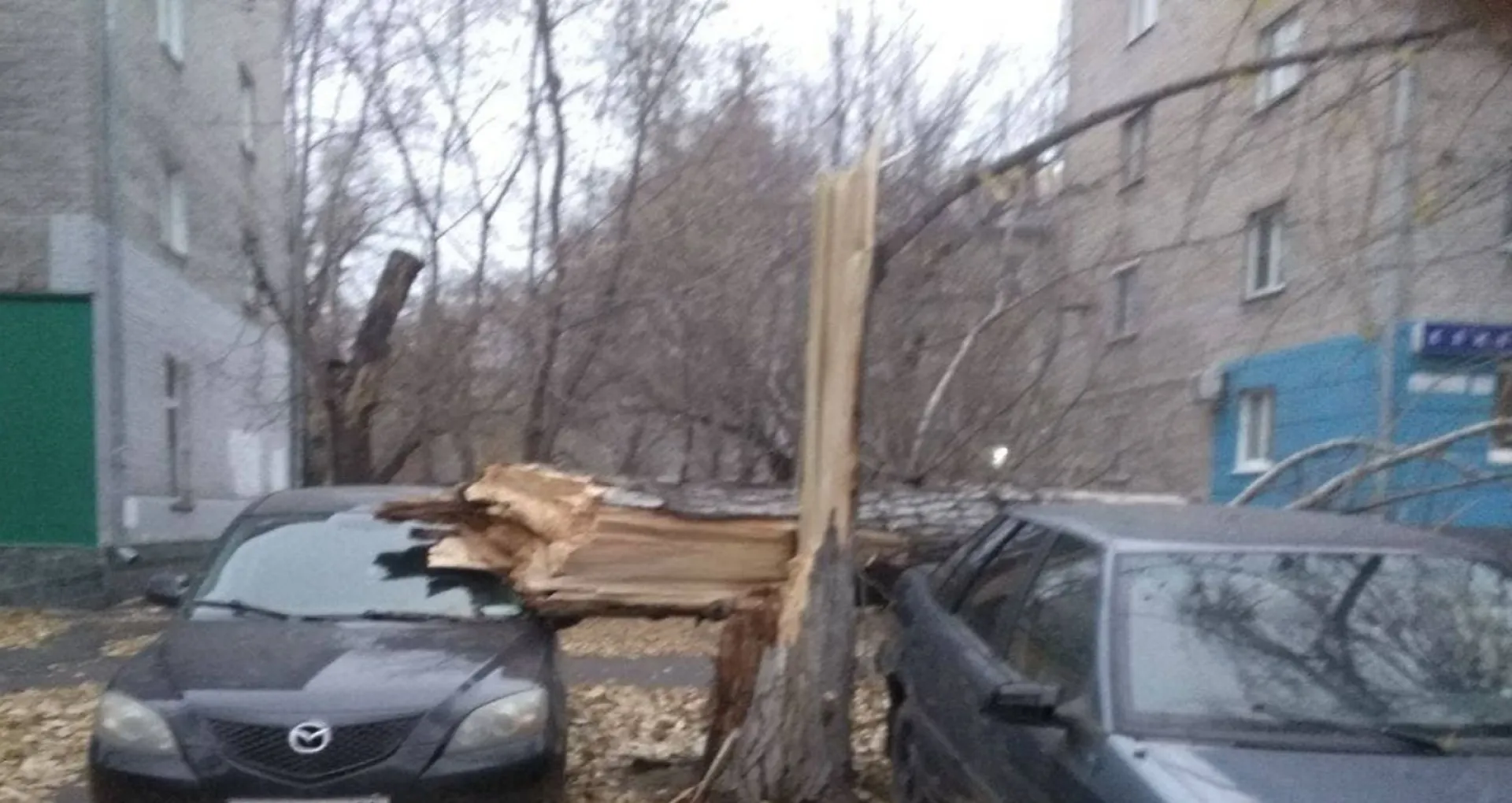 В Барнауле штормовой ветер повалил дерево на припаркованные автомобили