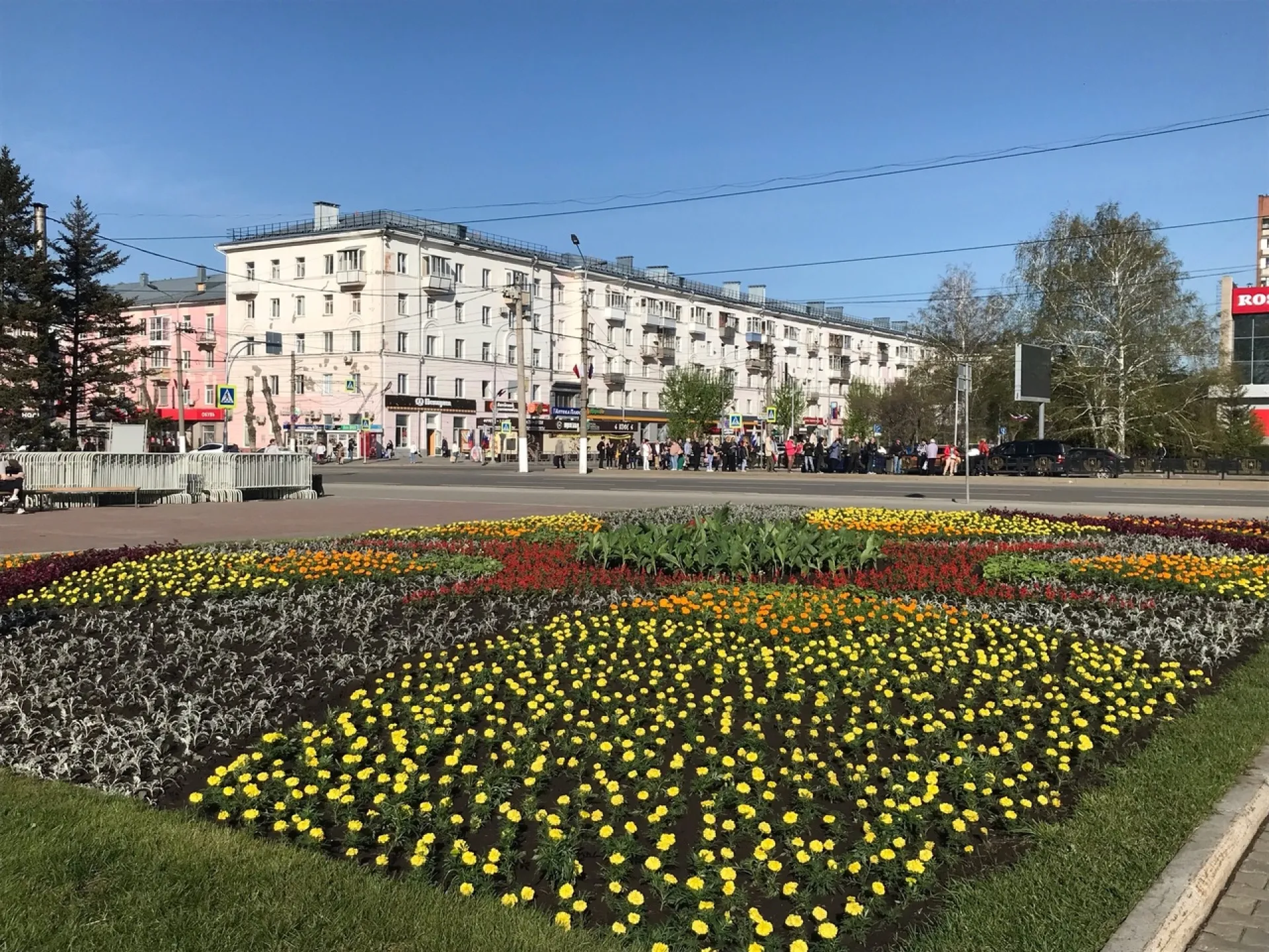 Тюльпаны, бархатцы, ирезине: 280 тысяч растений высадят в Барнауле