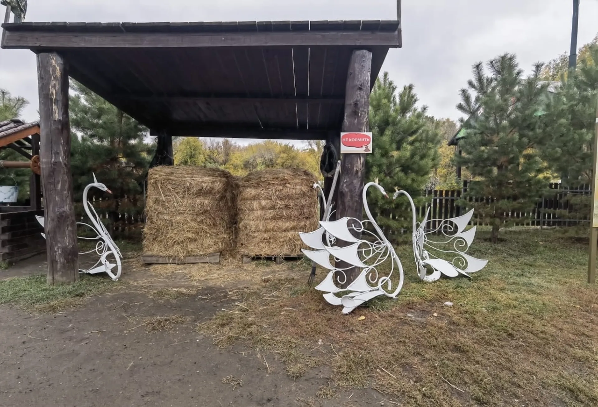 «С моста на проспекте Ленина на зимовку»: в барнаульском зоопарке появились белые лебеди