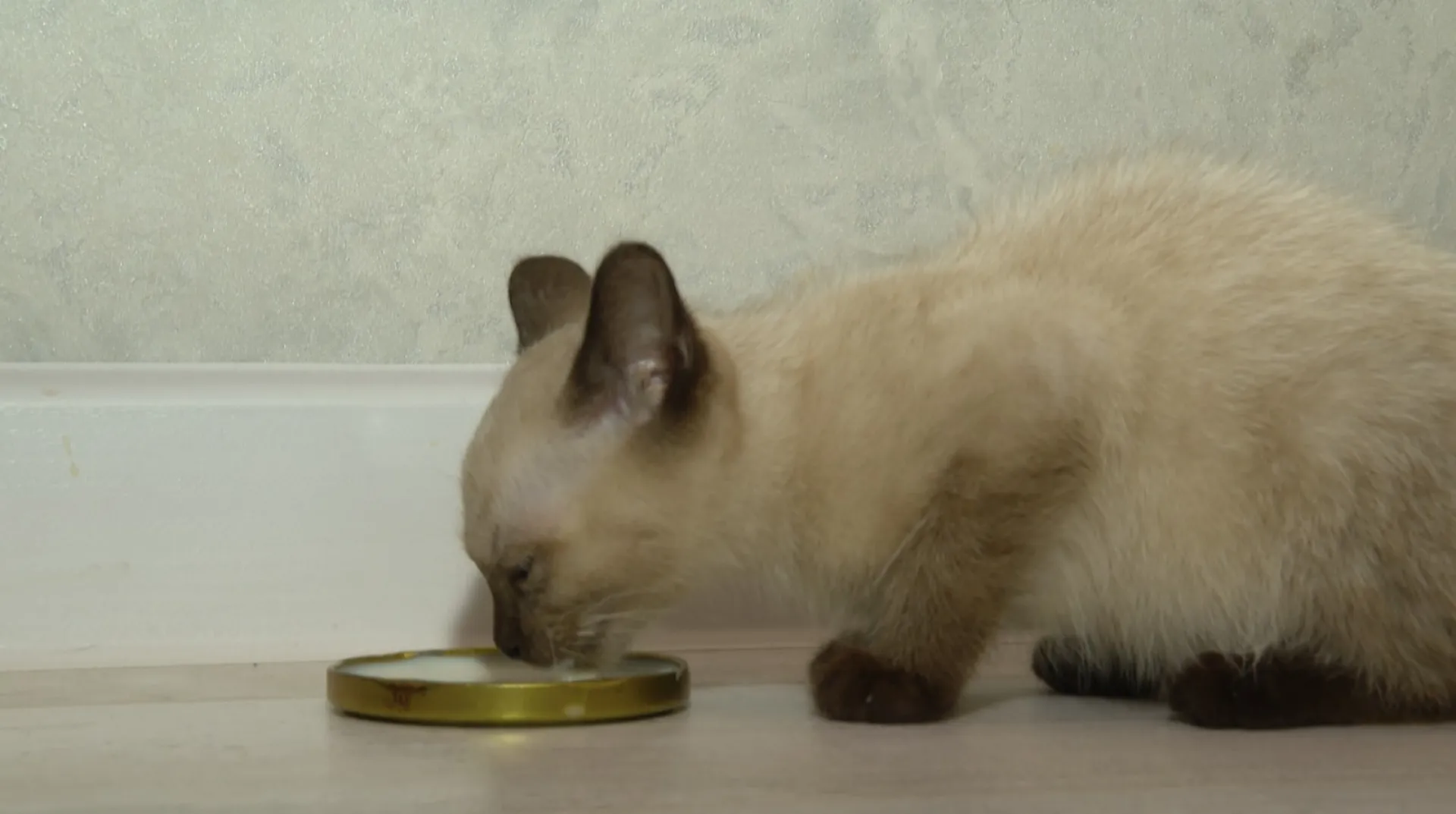 Котенка спасли при пожаре в одном из сёл Алтайского края