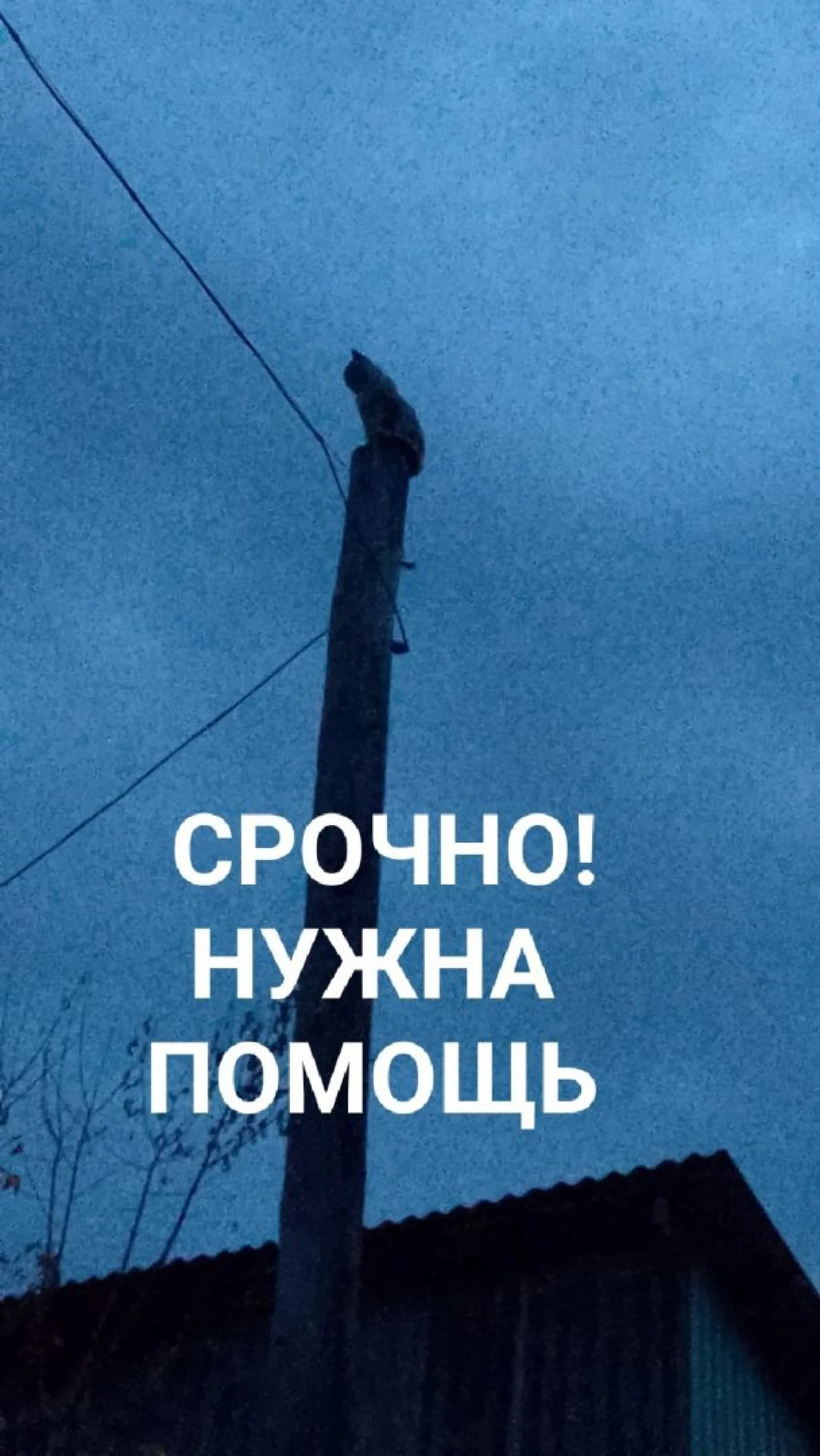 Застрявшего на электрическом столбе кота спасли в Бийске