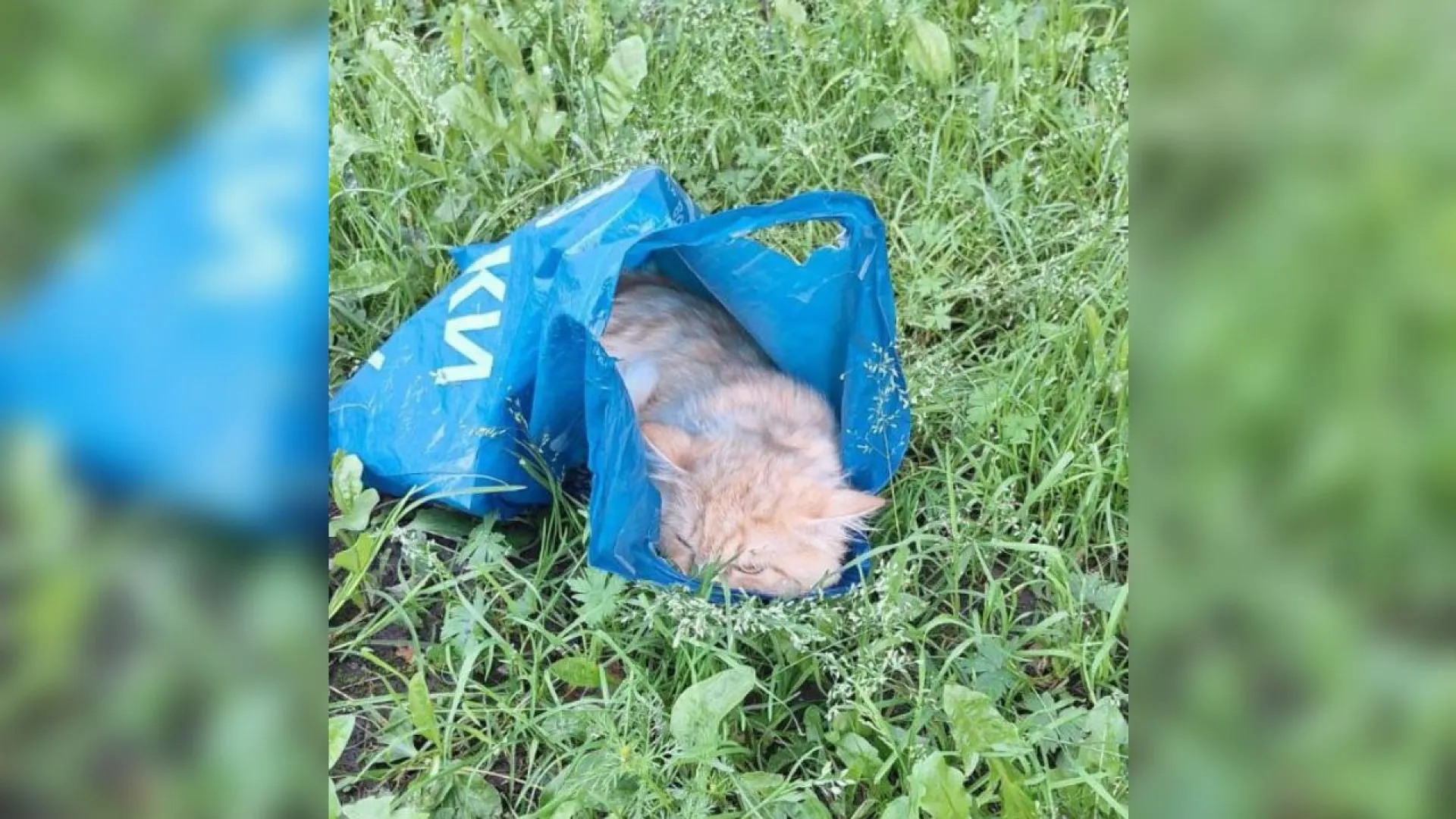 Мужчина выбросил кота на улицу в Барнауле Мужчина выбросил кота на улицу в Барнауле