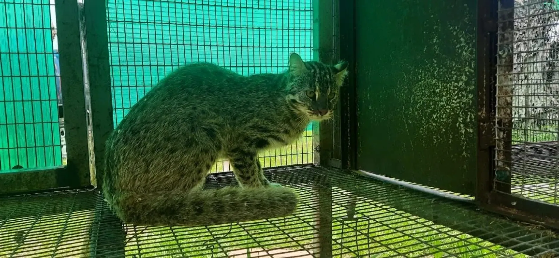 Редкого лесного кота выпустили на волю после реабилитации в Приморье Редкого лесного кота выпустили на волю после реабилитации в Приморье