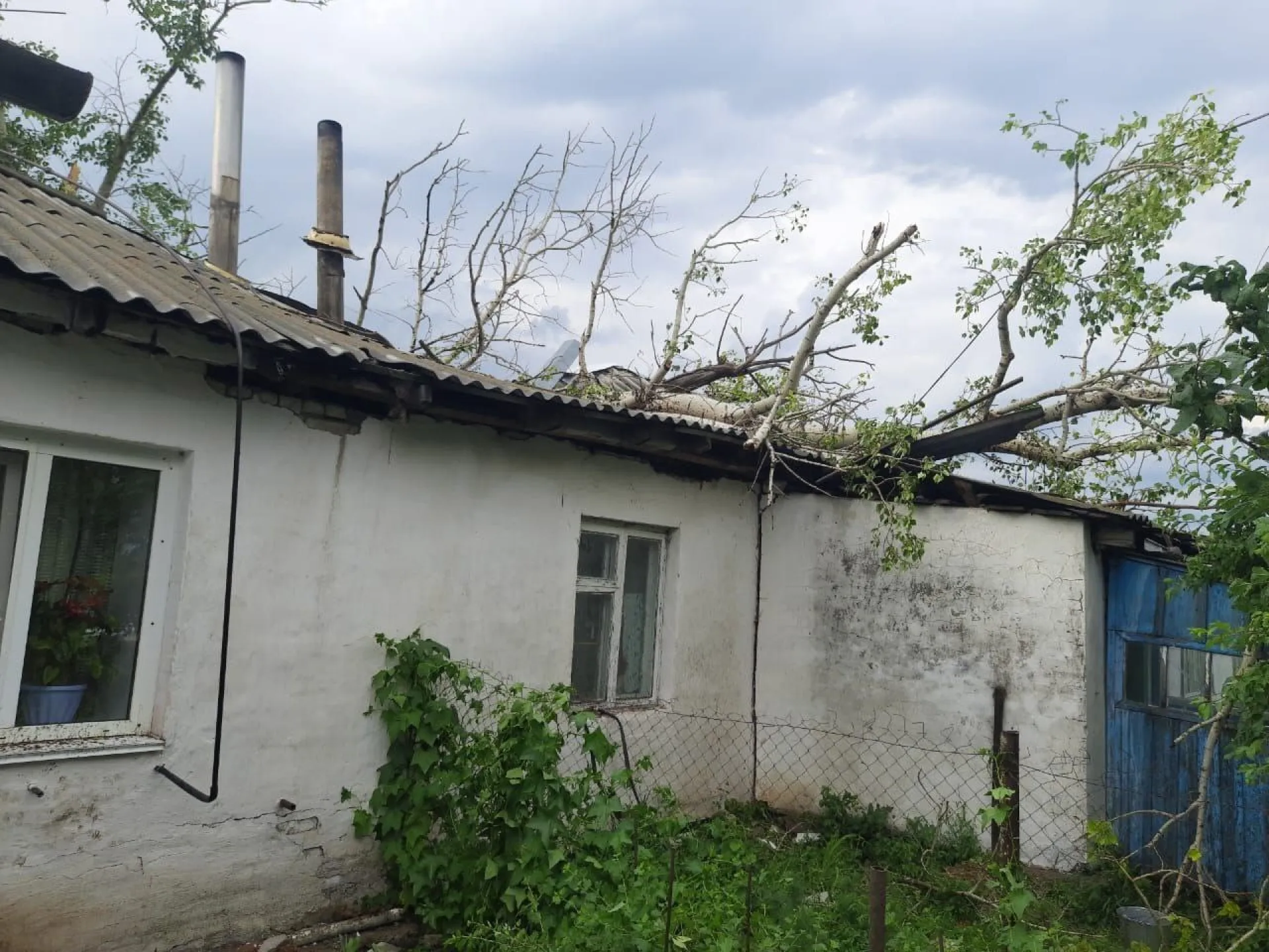Сильный ветер и град повалили деревья в Шипуновском районе