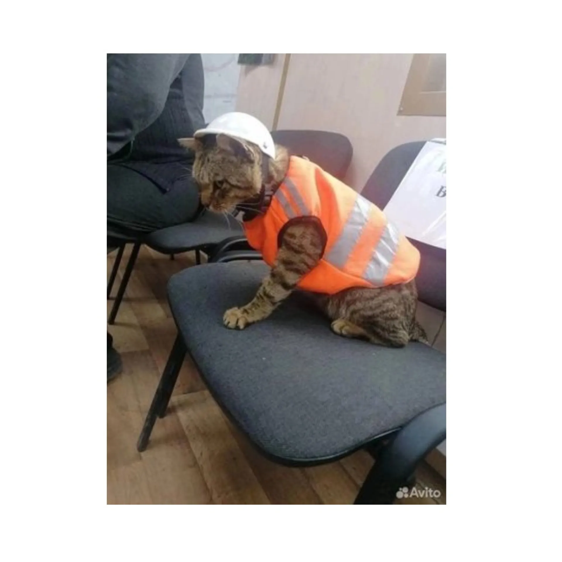 Кота трудоустроили на завод в Новокузнецке Кота трудоустроили на завод в Новокузнецке