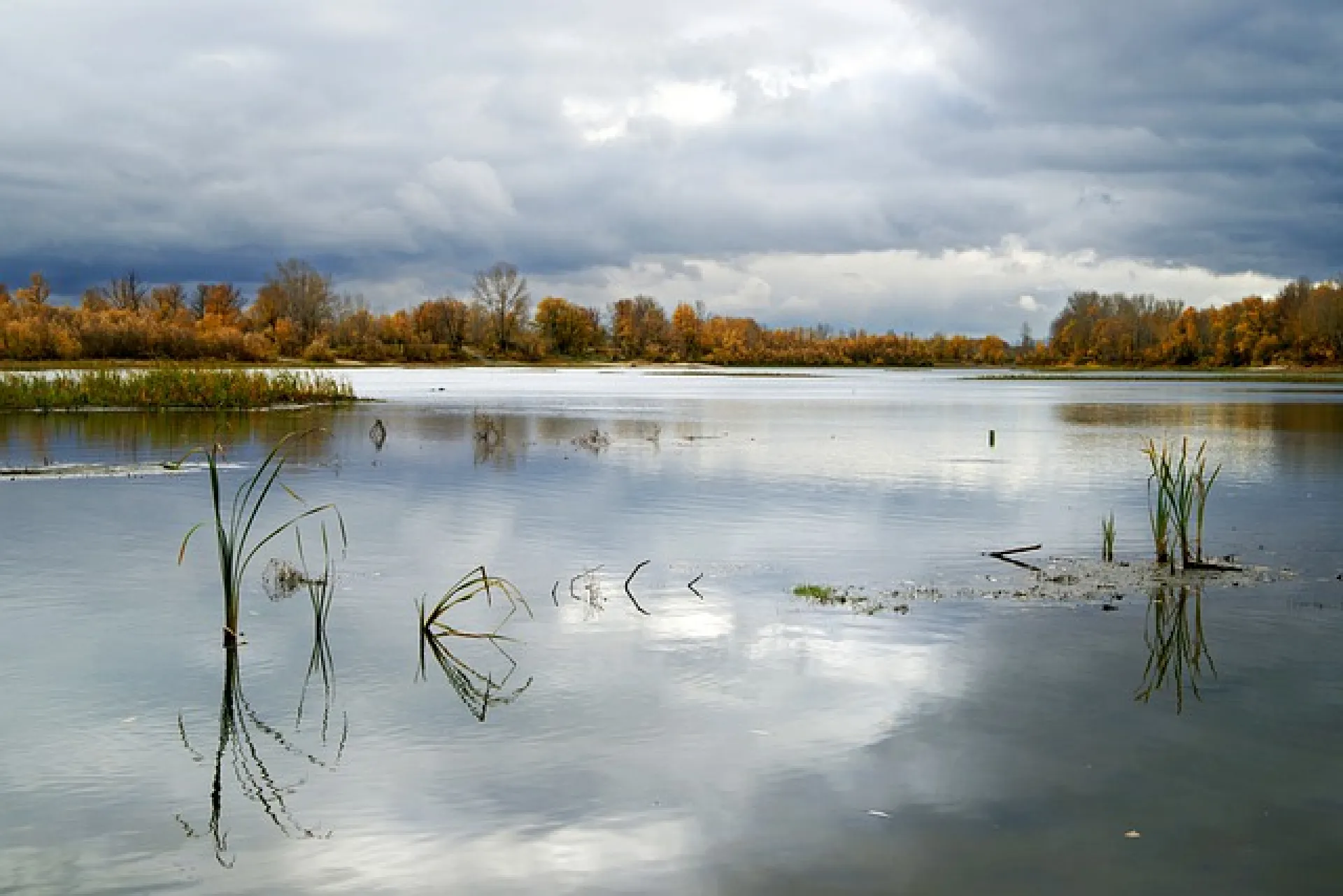 В реках Алтайского края зафиксировали снижение уровня воды