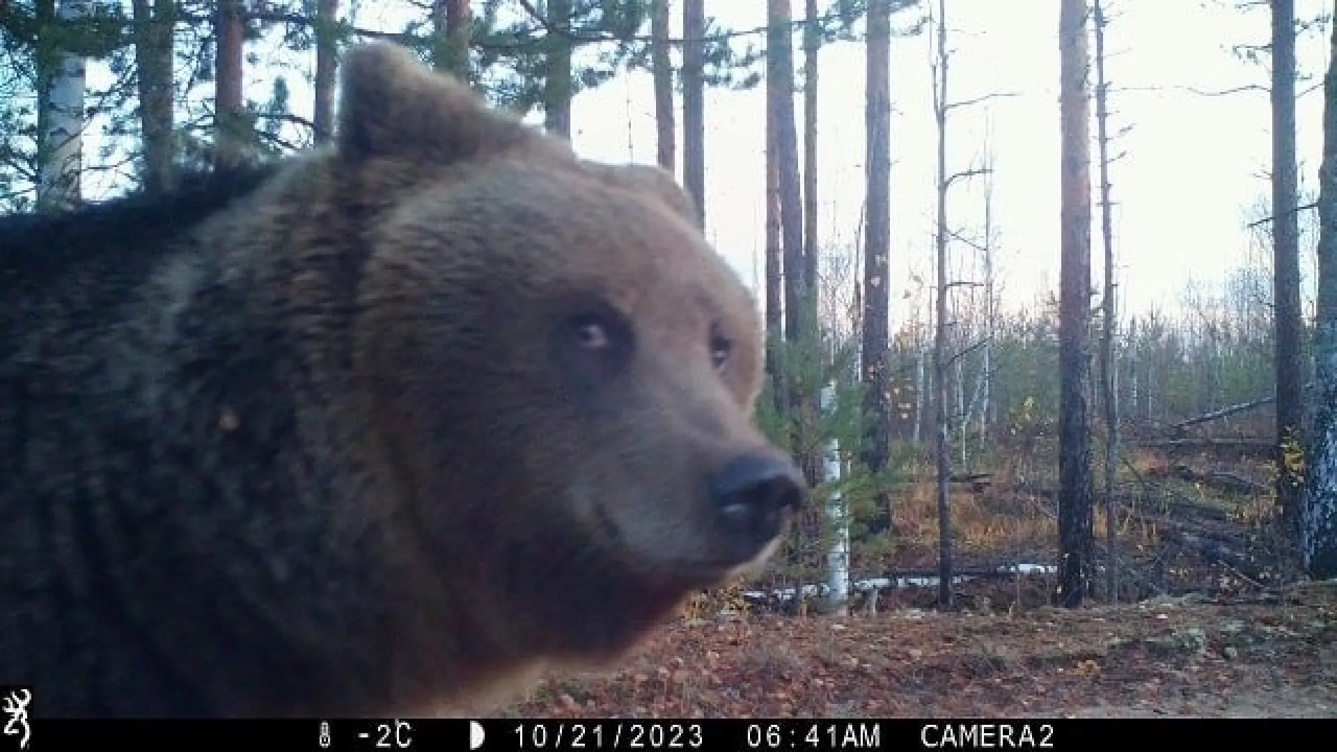 «Косолапой Джокондой» прозвали загадочно улыбнувшегося в фотоловушку медведя из российского заповедника «Косолапой Джокондой» прозвали загадочно улыбнувшегося в фотоловушку медведя из российского заповедника