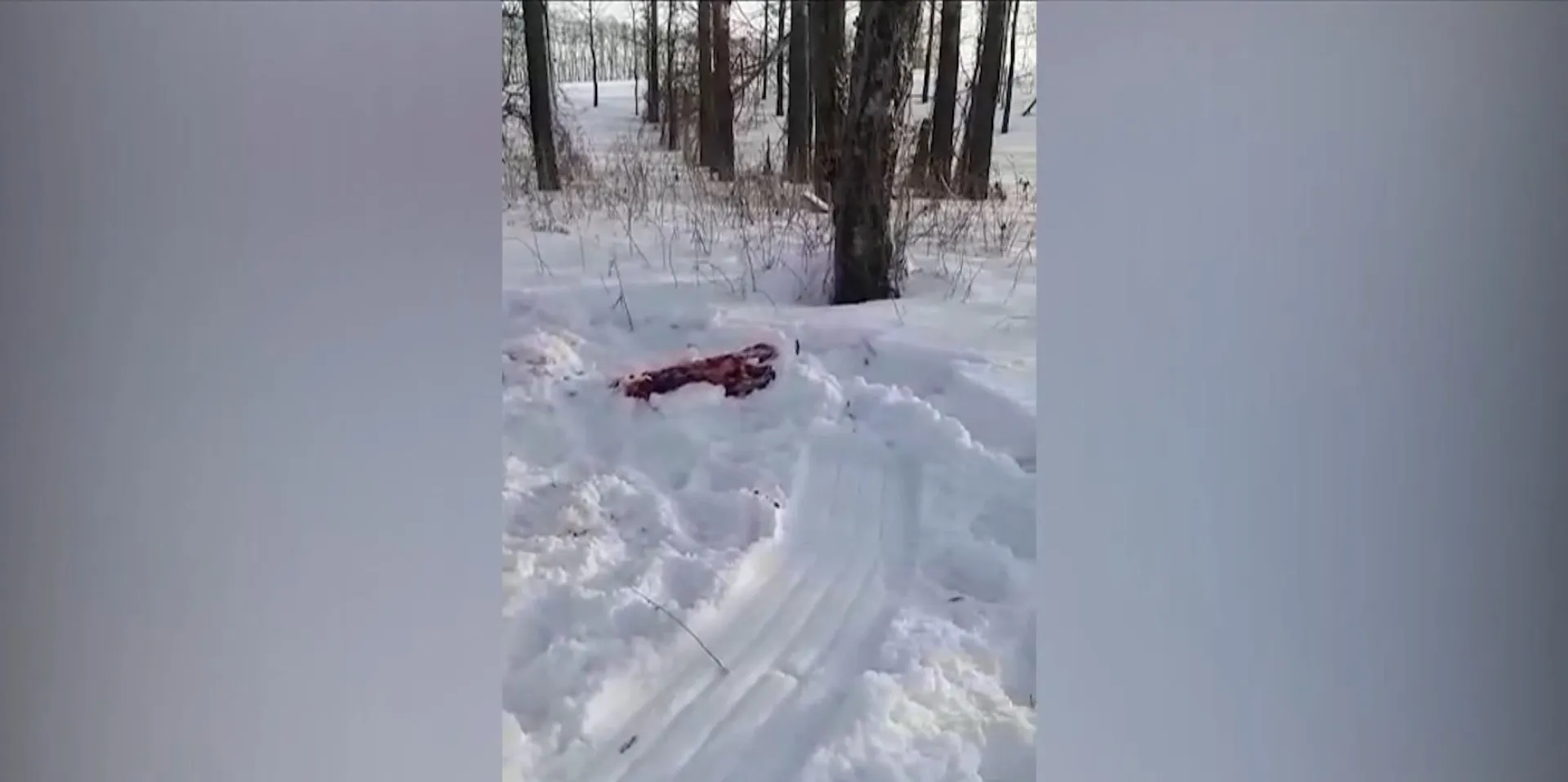 Соцсети: в охотничьем хозяйстве «Алжетранс» в Алтайском крае отстреливают лосей
