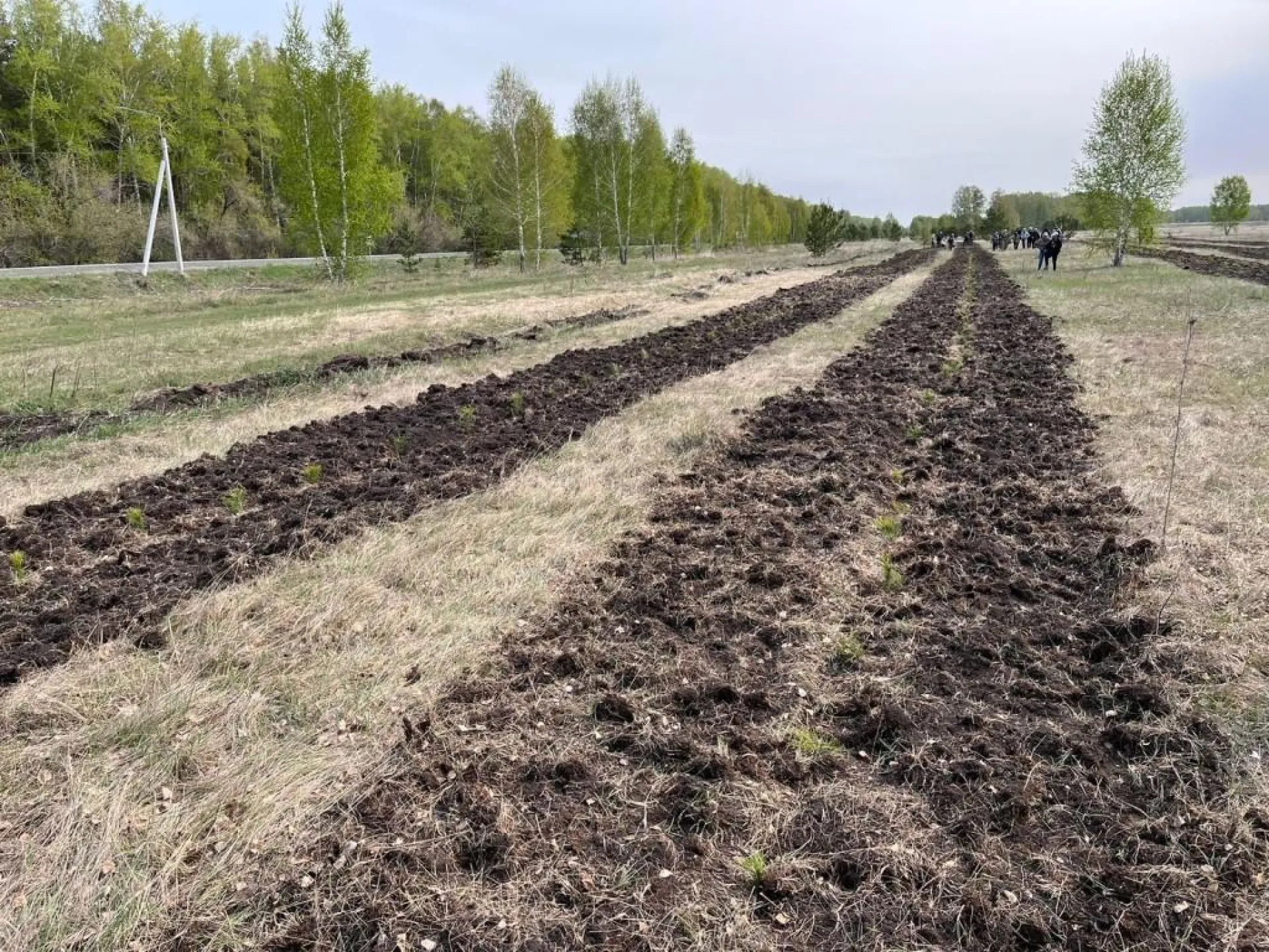 Весенние посадки леса завершились в Алтайском крае Весенние посадки леса завершились в Алтайском крае