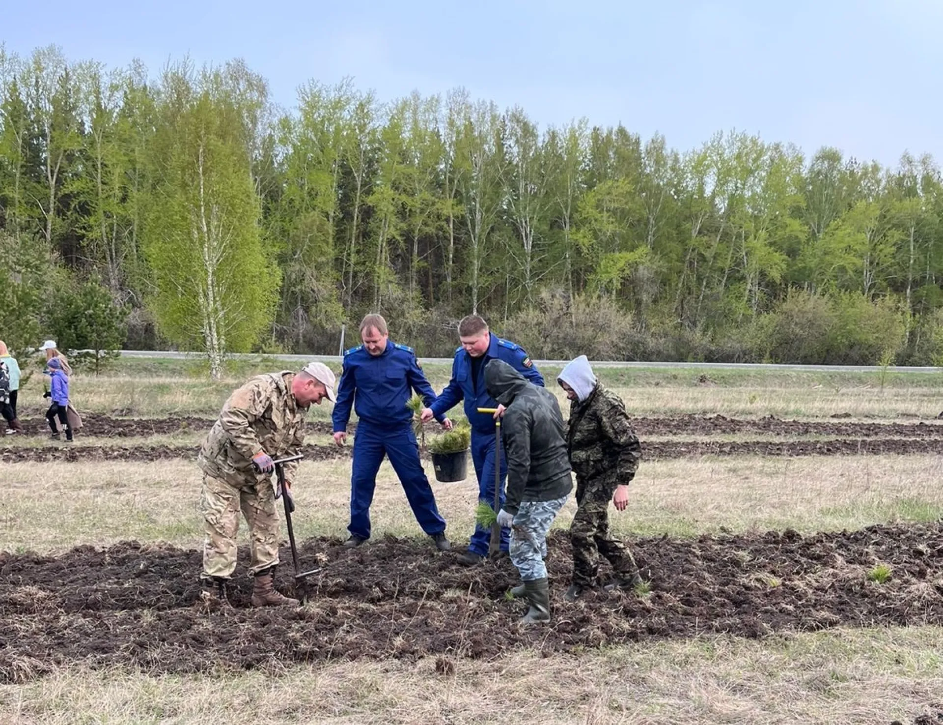 Свыше 550 тысяч сеянцев высадили в Алтайском крае