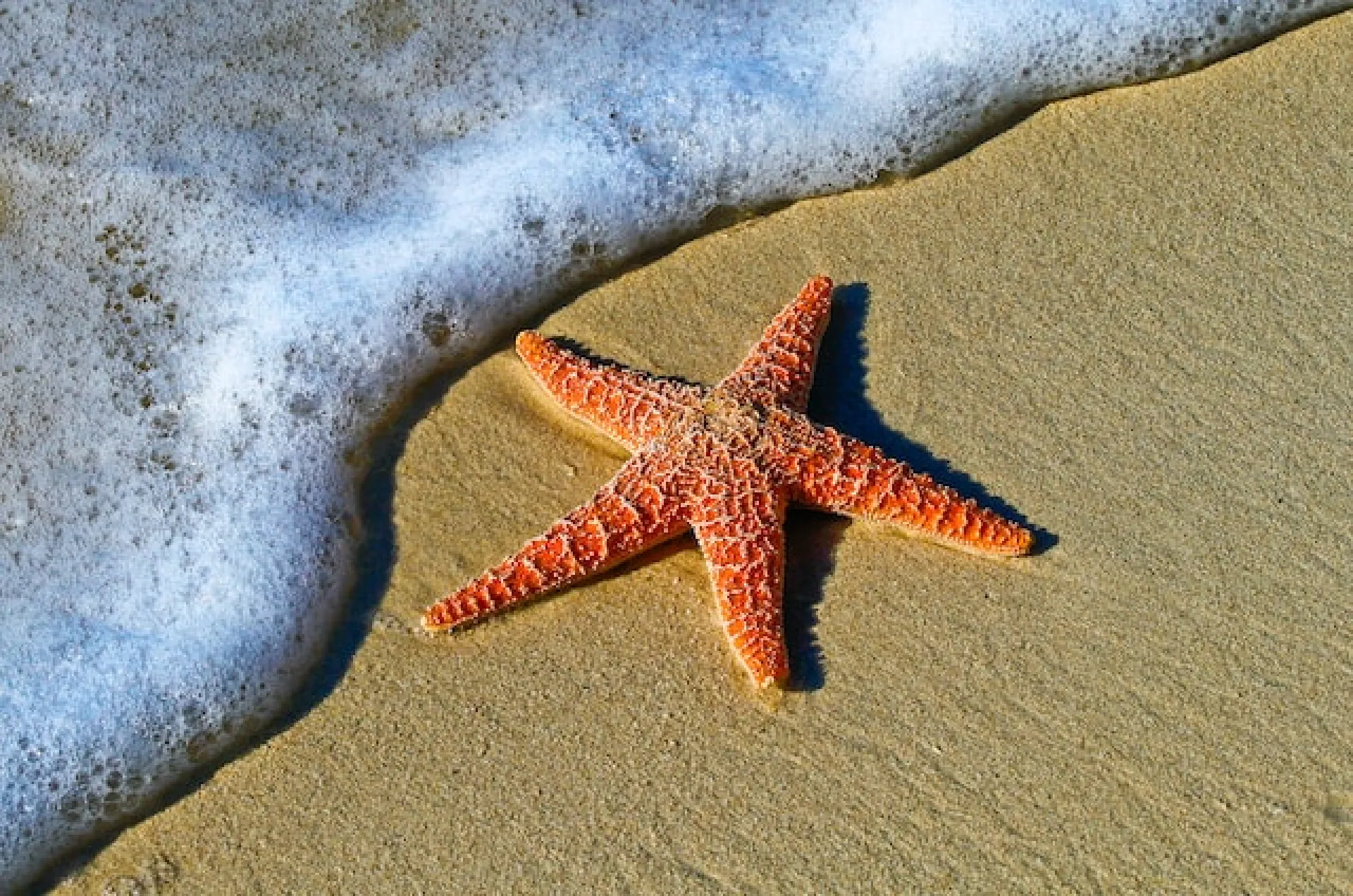 Учёные нашли голову у морской звезды