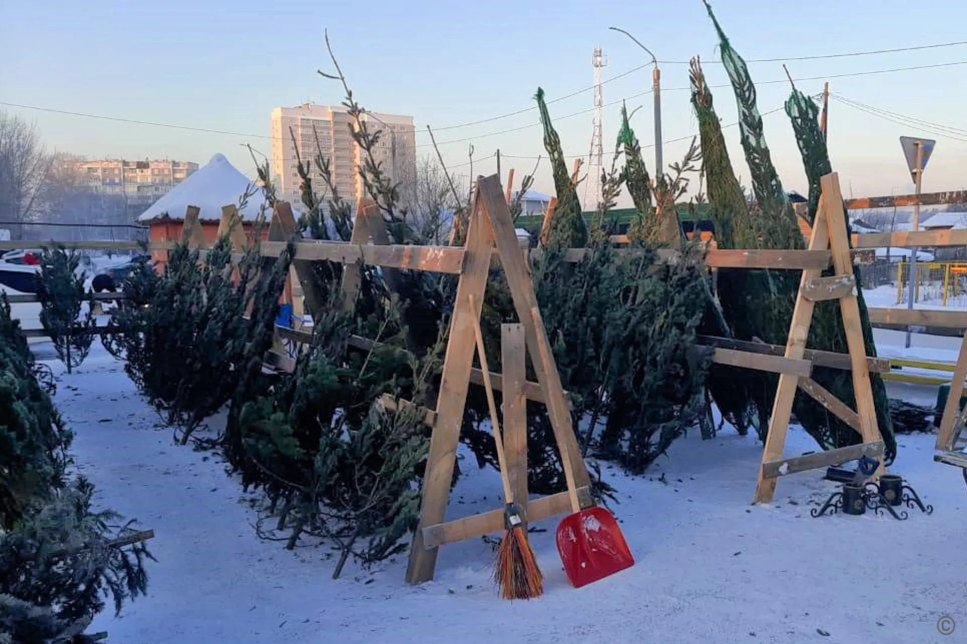 Где можно купить новогодние ели в Барнауле