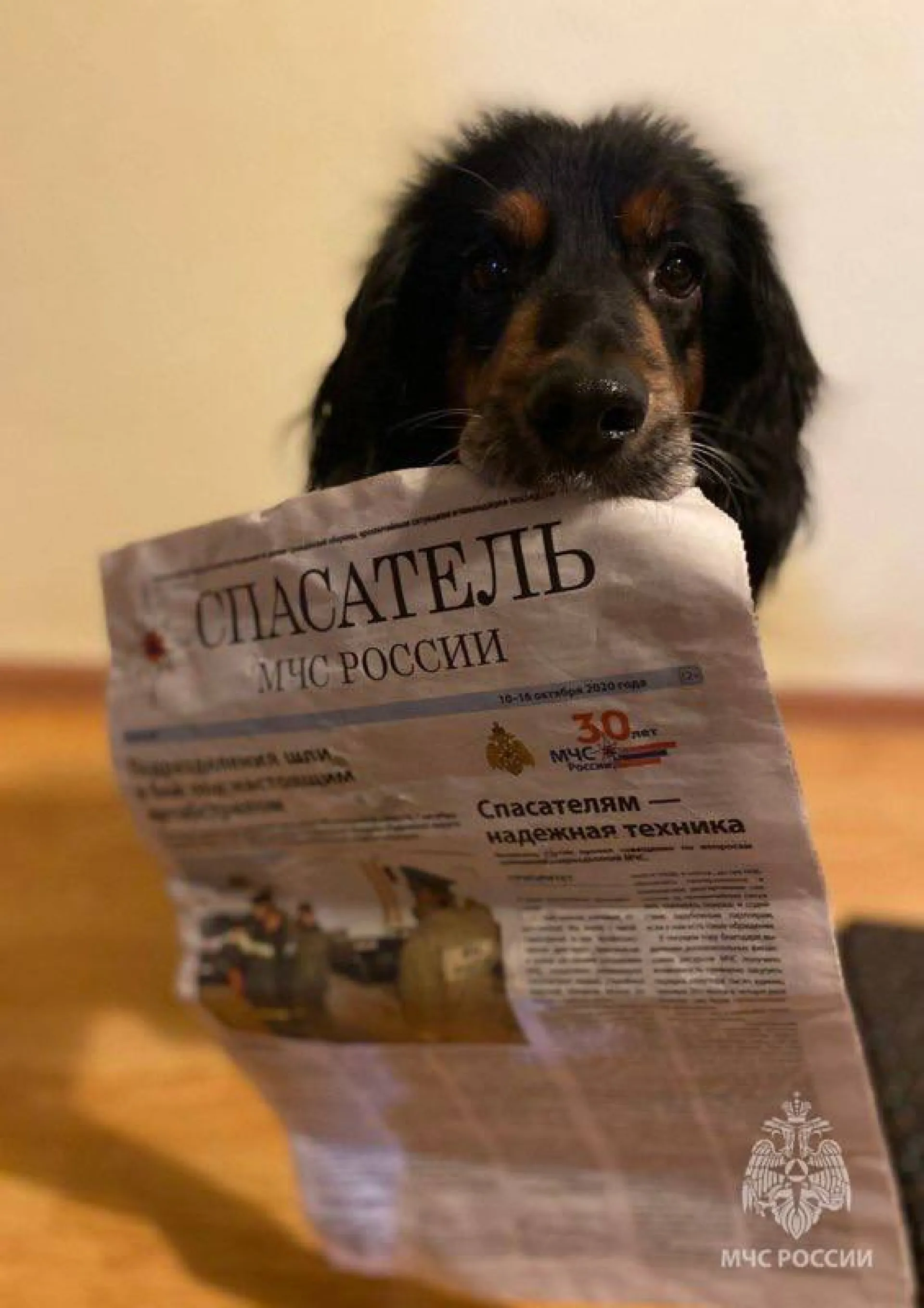 Сибирские спасатели проводили на пенсию собаку Сибирские спасатели проводили на пенсию собаку