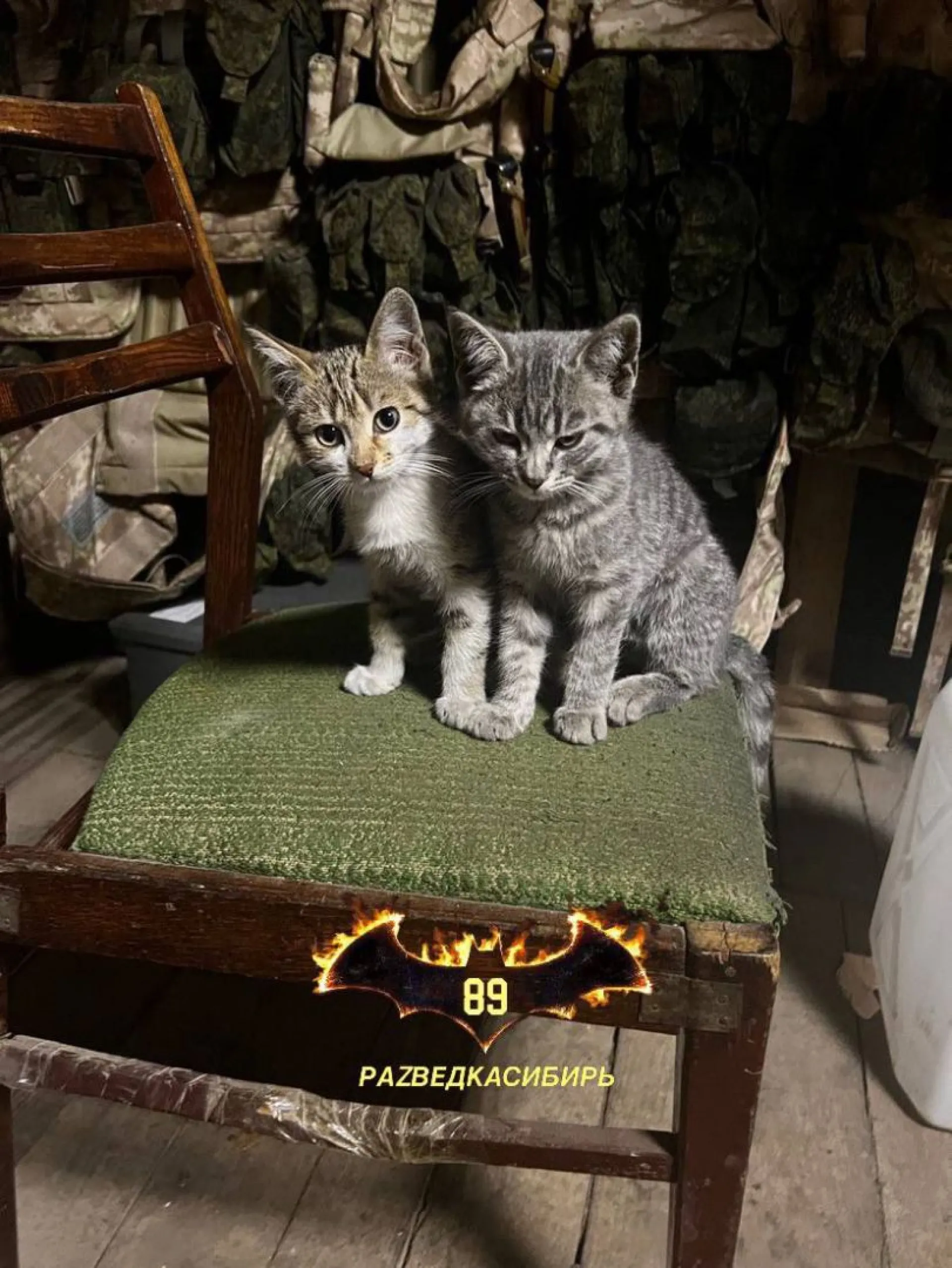 Котят приняли на службу в зоне СВО Котят приняли на службу в зоне СВО