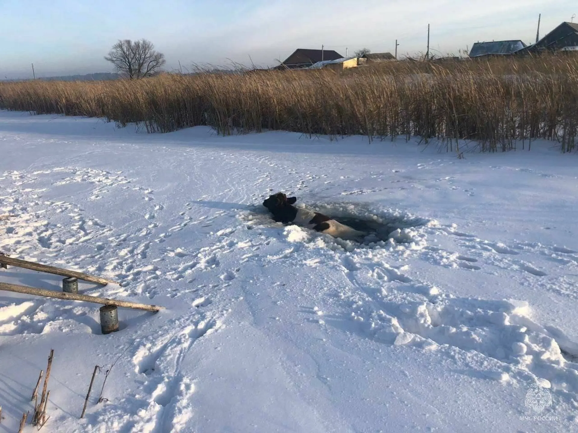 Корова провалилась под лёд в Алтайском крае