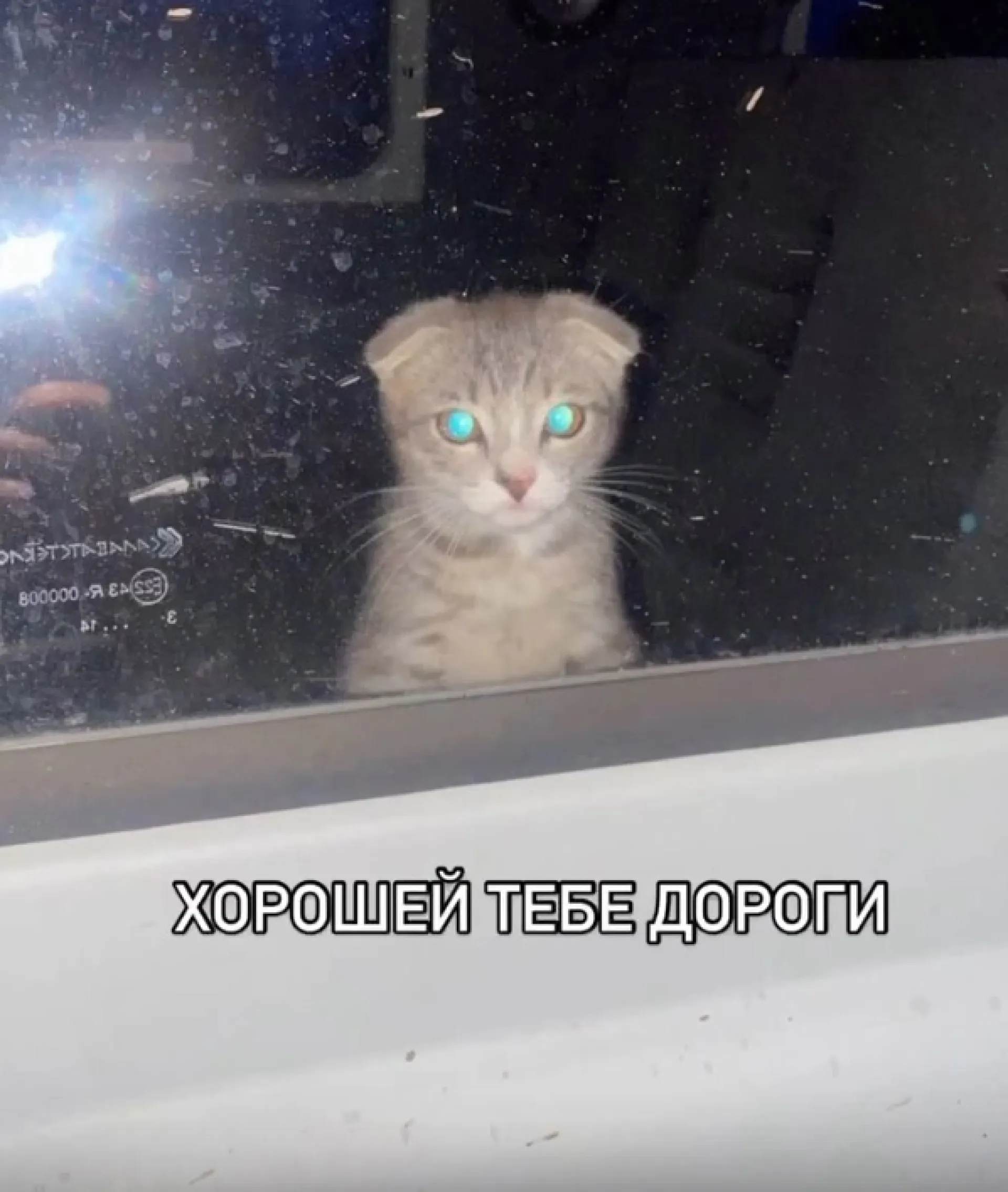 Ксения Бородина спасла бездомного котёнка на Алтае. Теперь он живёт в Москве Ксения Бородина спасла бездомного котёнка на Алтае. Теперь он живёт в Москве