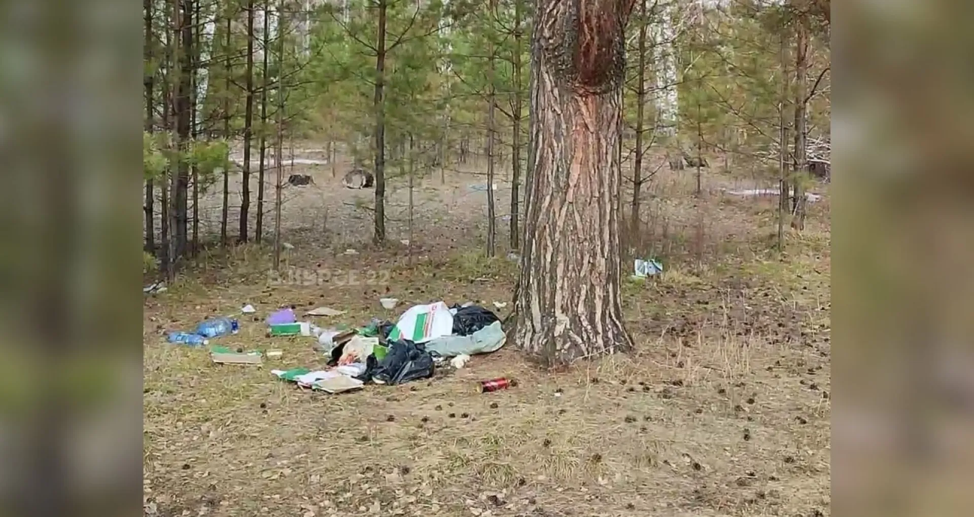 Пожар едва не произошел из-за отдыхающих в лесу Алтайского края
