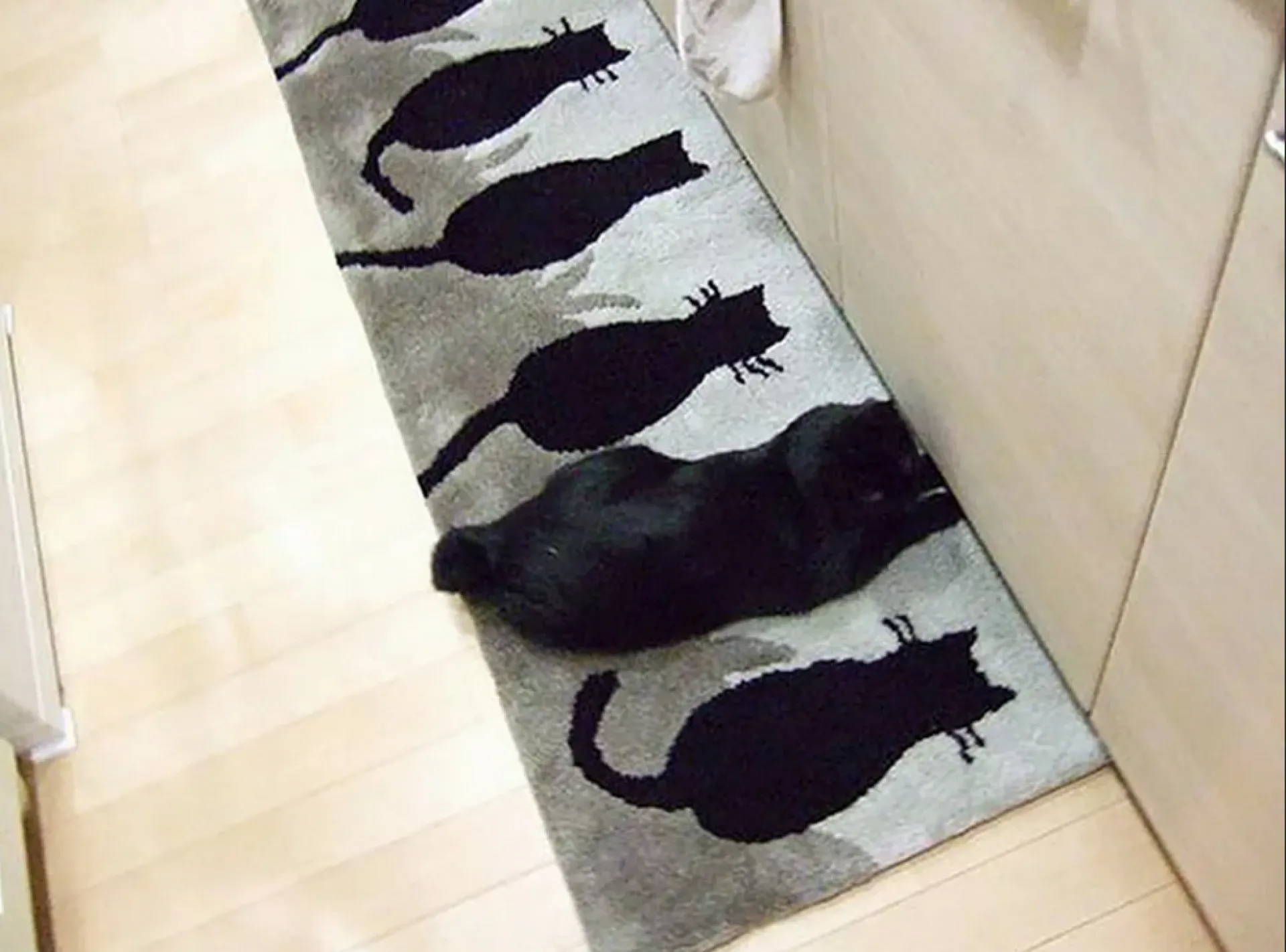 Фотоподборка: найди кота