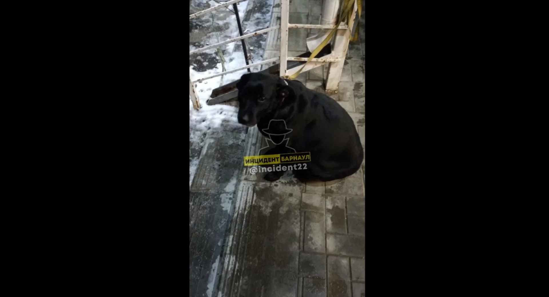 Хозяйка привязала собаку у барнаульского алкомаркета и забыла про нее Хозяйка привязала собаку у барнаульского алкомаркета и забыла про нее