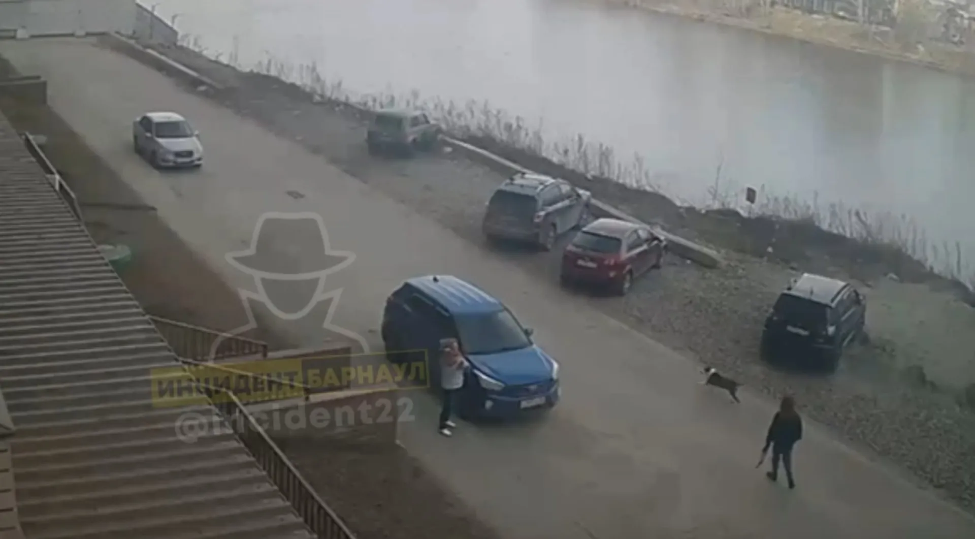Бойцовская собака сбежала от малолетней хозяйки и загрызла сородича в Барнауле Бойцовская собака сбежала от малолетней хозяйки и загрызла сородича в Барнауле