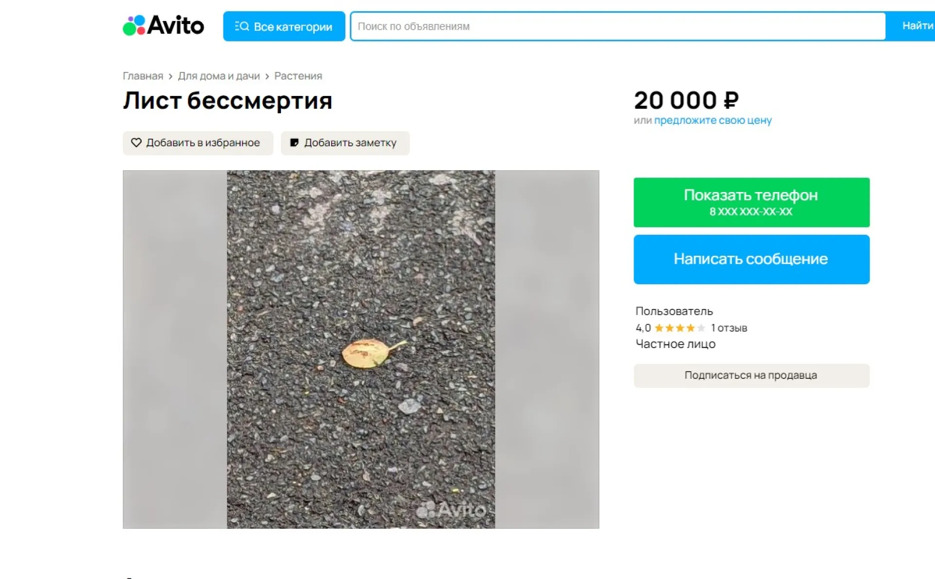 Лист бессмертия продают в Барнауле