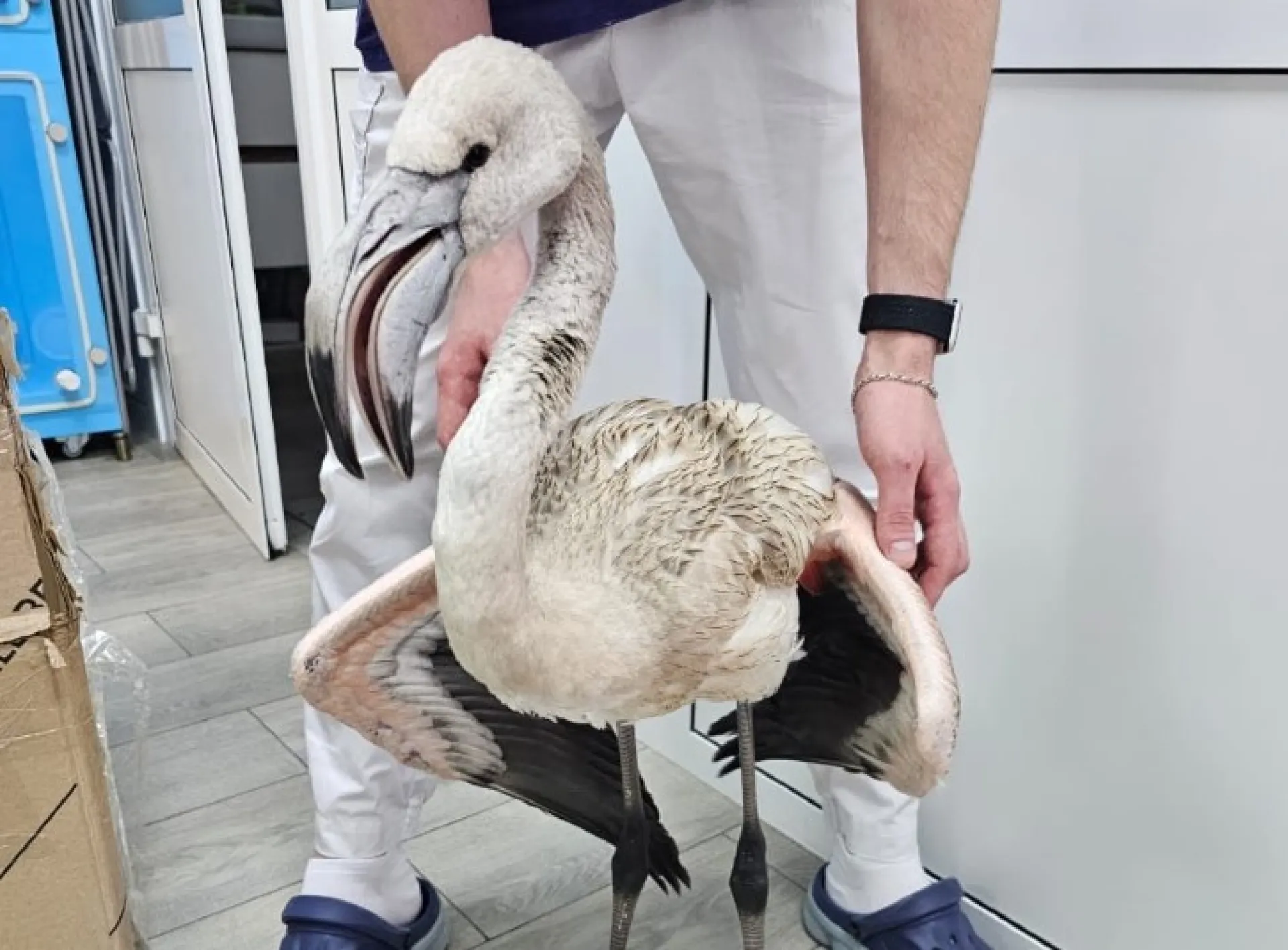 Редкого розового фламинго спасли в Алтайском крае Редкого розового фламинго спасли в Алтайском крае