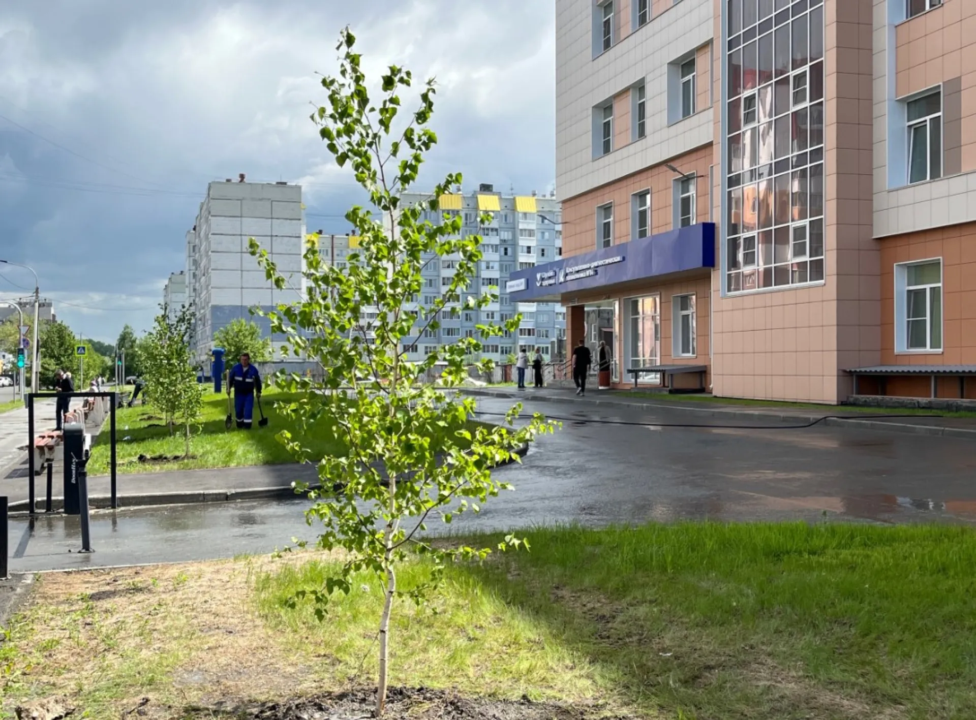Березовая аллея появилась возле нового здания поликлиники № 14 в Барнауле Березовая аллея появилась возле нового здания поликлиники № 14 в Барнауле